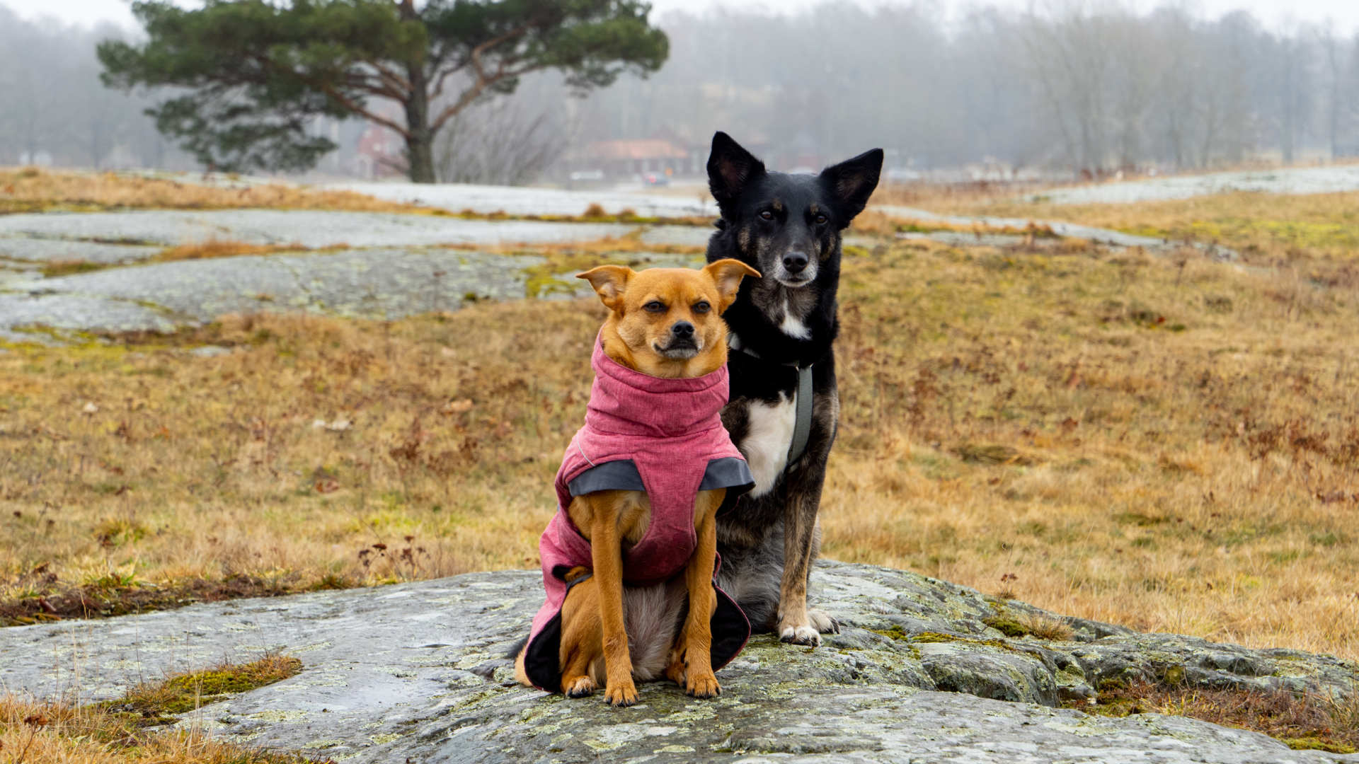 Finding Dog-Friendly Hiking Groups in Your Area
