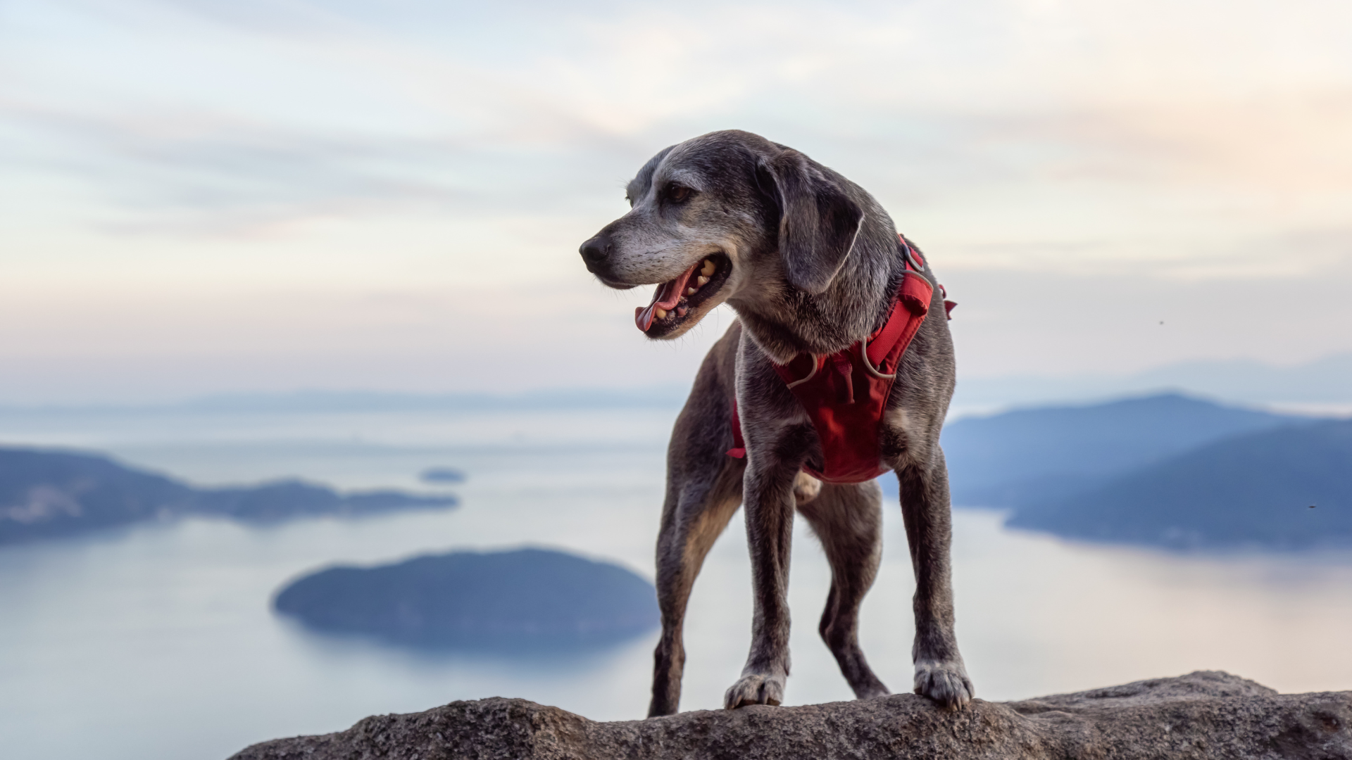 How to Protect Your Dog's Paws on Rocky Trails