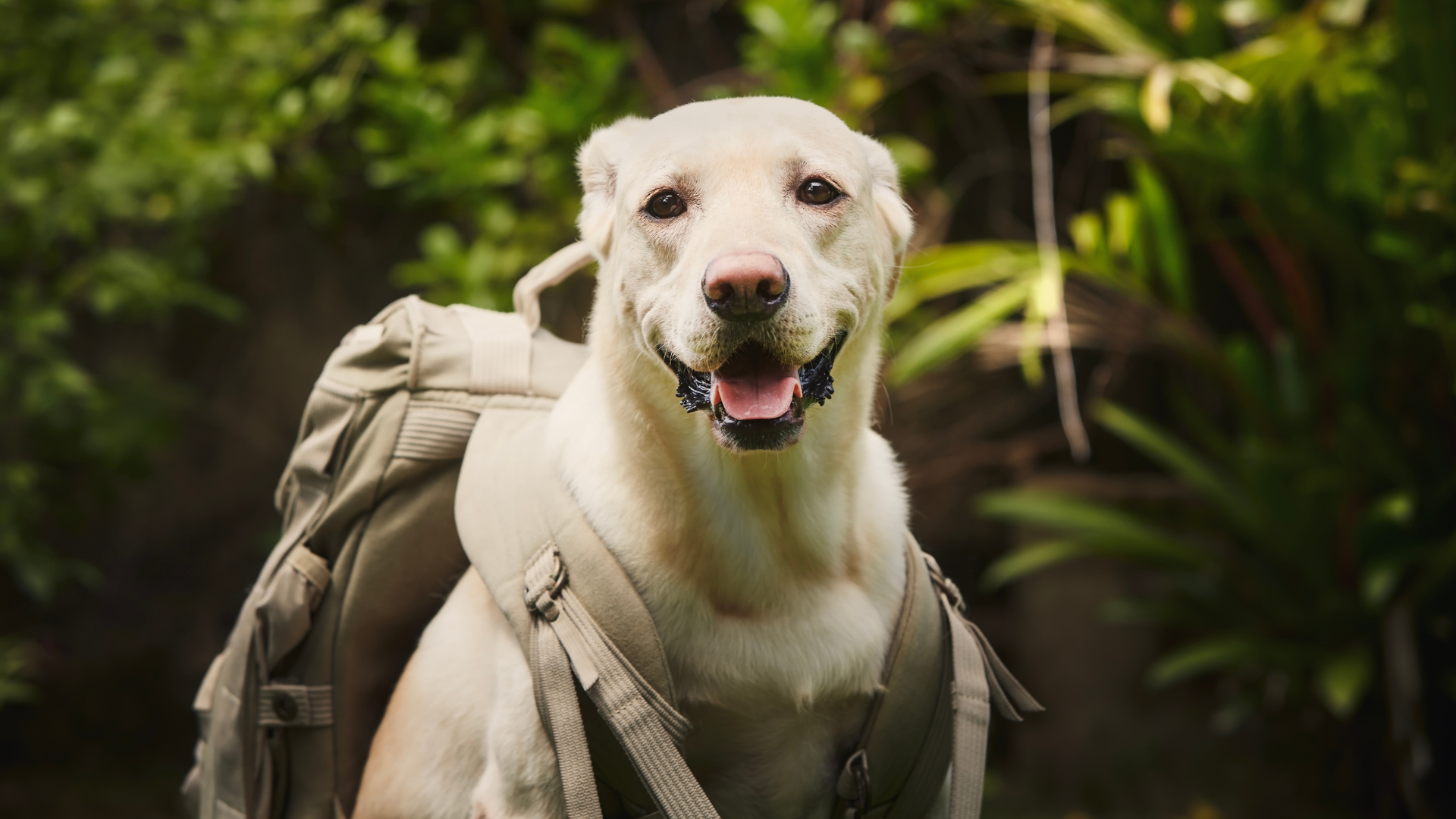 Planning a Multi-Day Hike with Your Dog