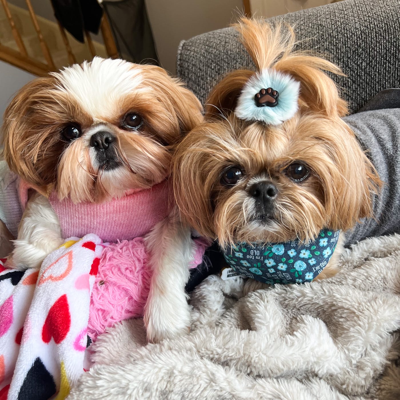 DOGFLUENCERS: Meet Daphne & Bijou, Instagram's Favorite Shih Tzu Duo