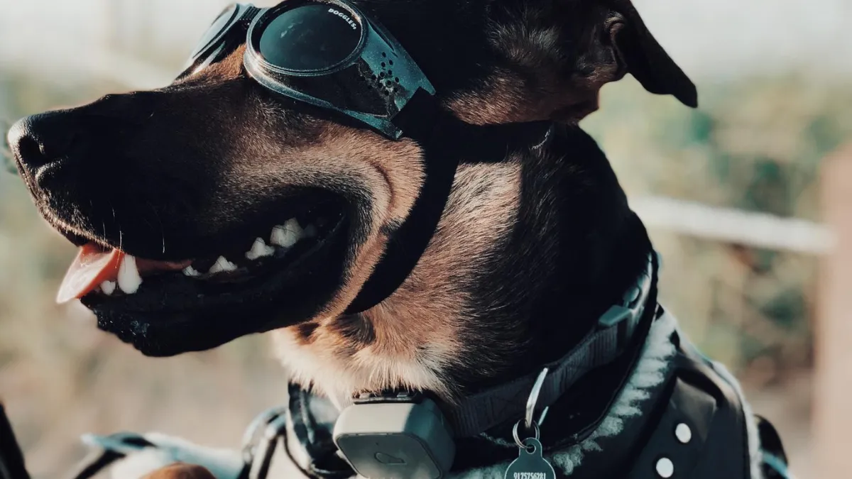 Harley Davidson Dog Collar