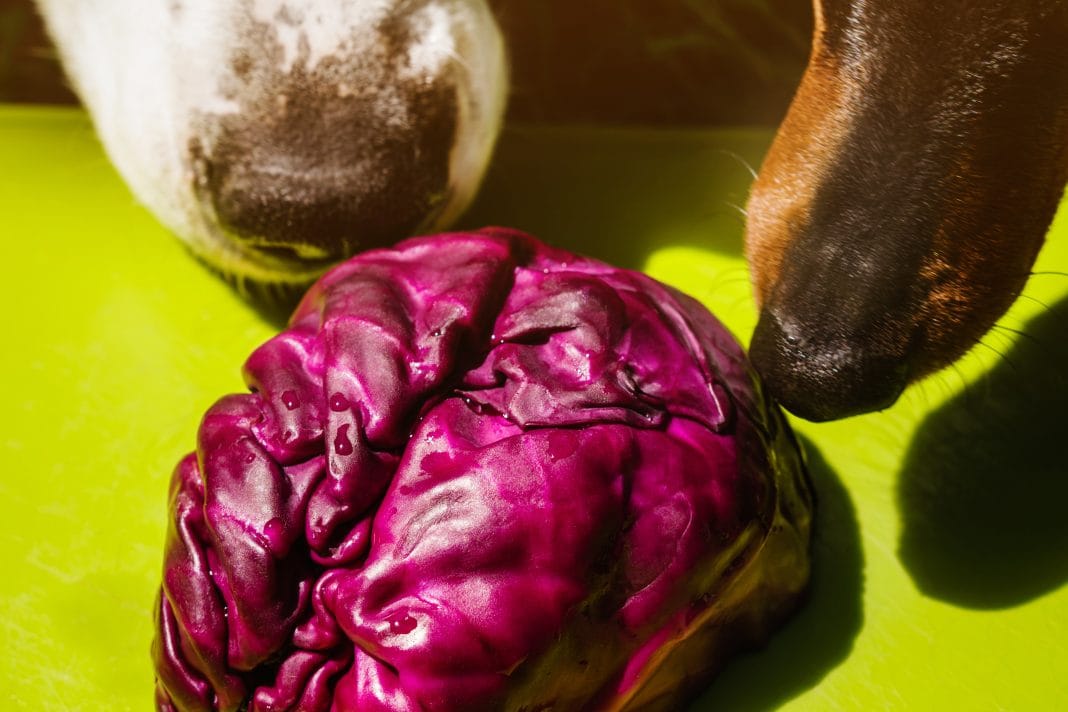 Can Dogs Have Purple Cabbage