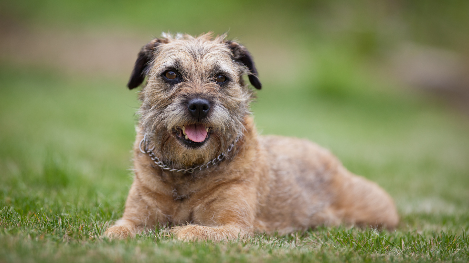 Are Border Terriers Hypoallergenic