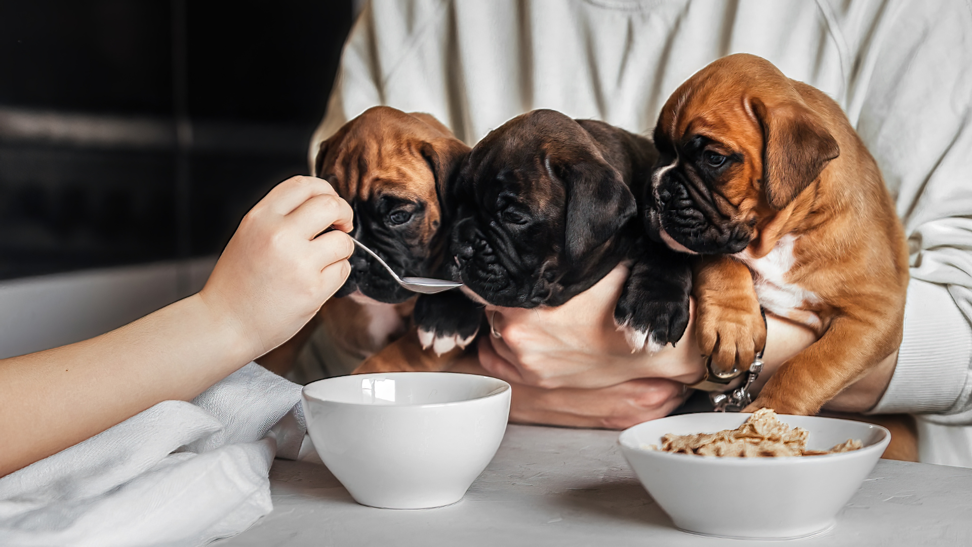Best Times To Feed A Puppy