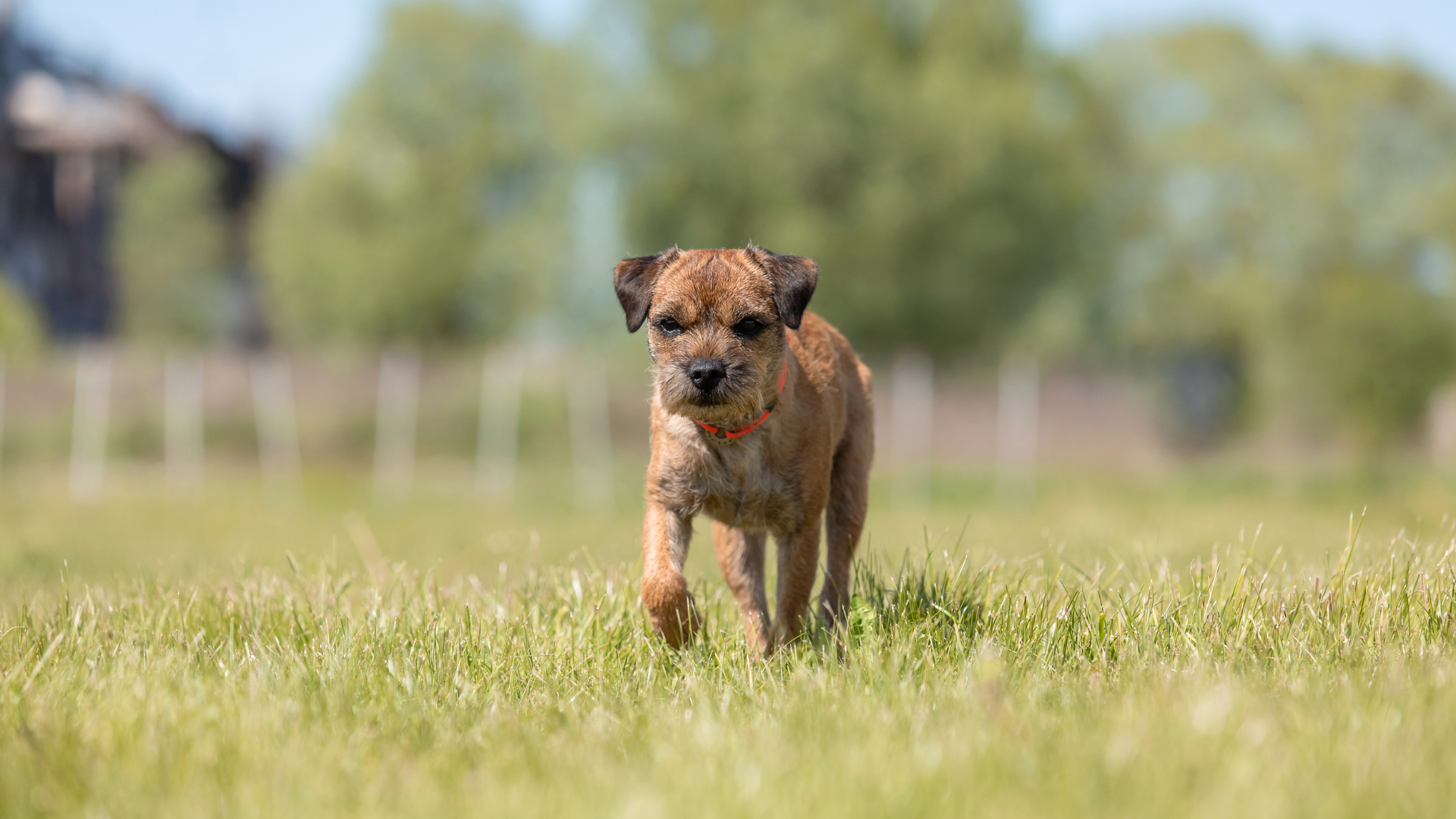 How Much Are Border Terrier Puppies