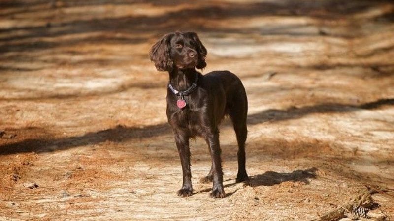 How Big Does a Boykin Spaniel Get