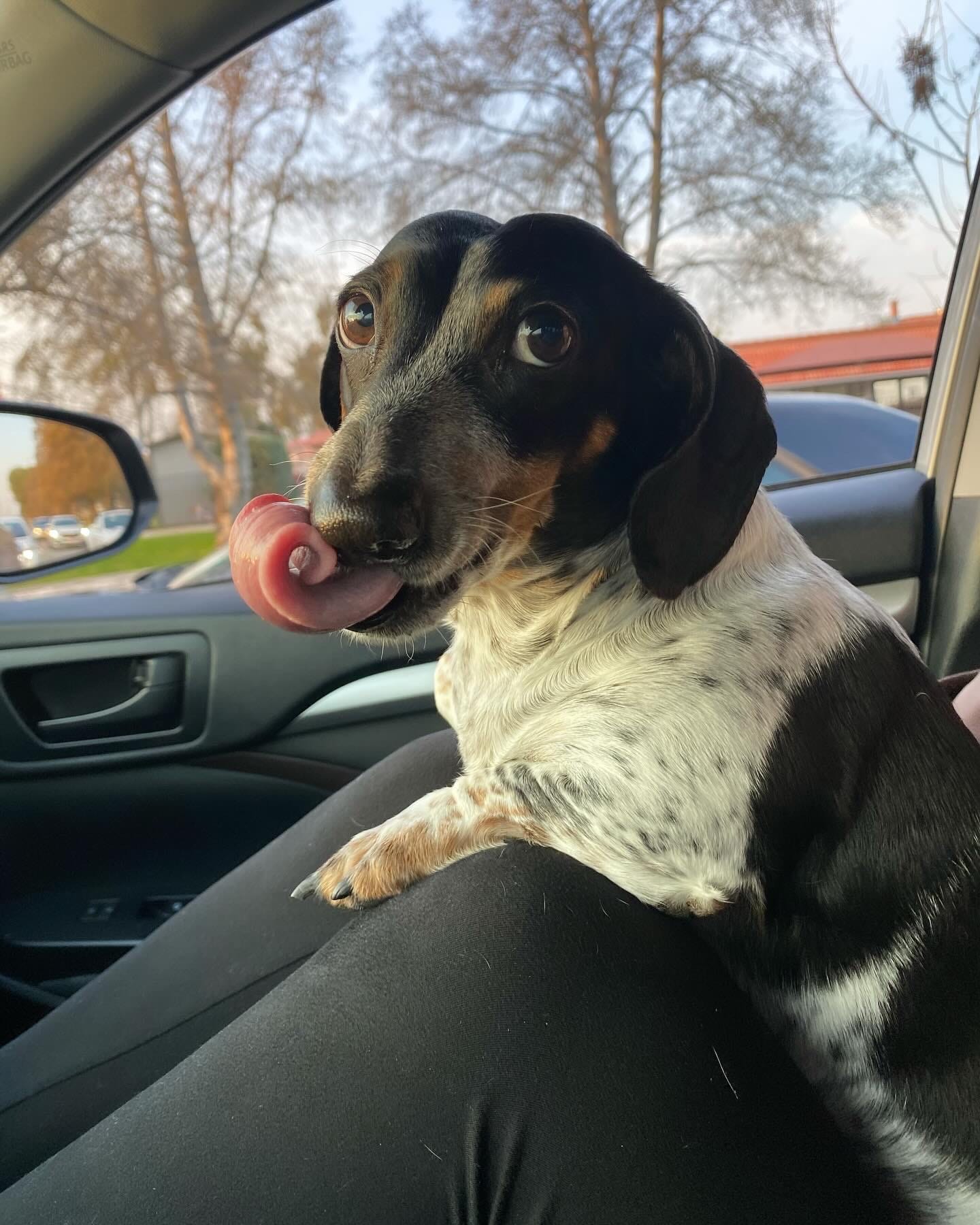 DOGFLUENCERS: Meet Benny, Instagram's Cutest Spotted Dachshund