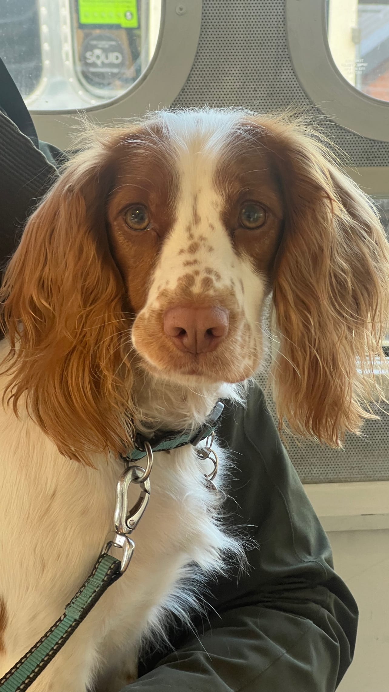 DOGFLUENCERS: Meet Daisy, The Working Cocker Spaniel