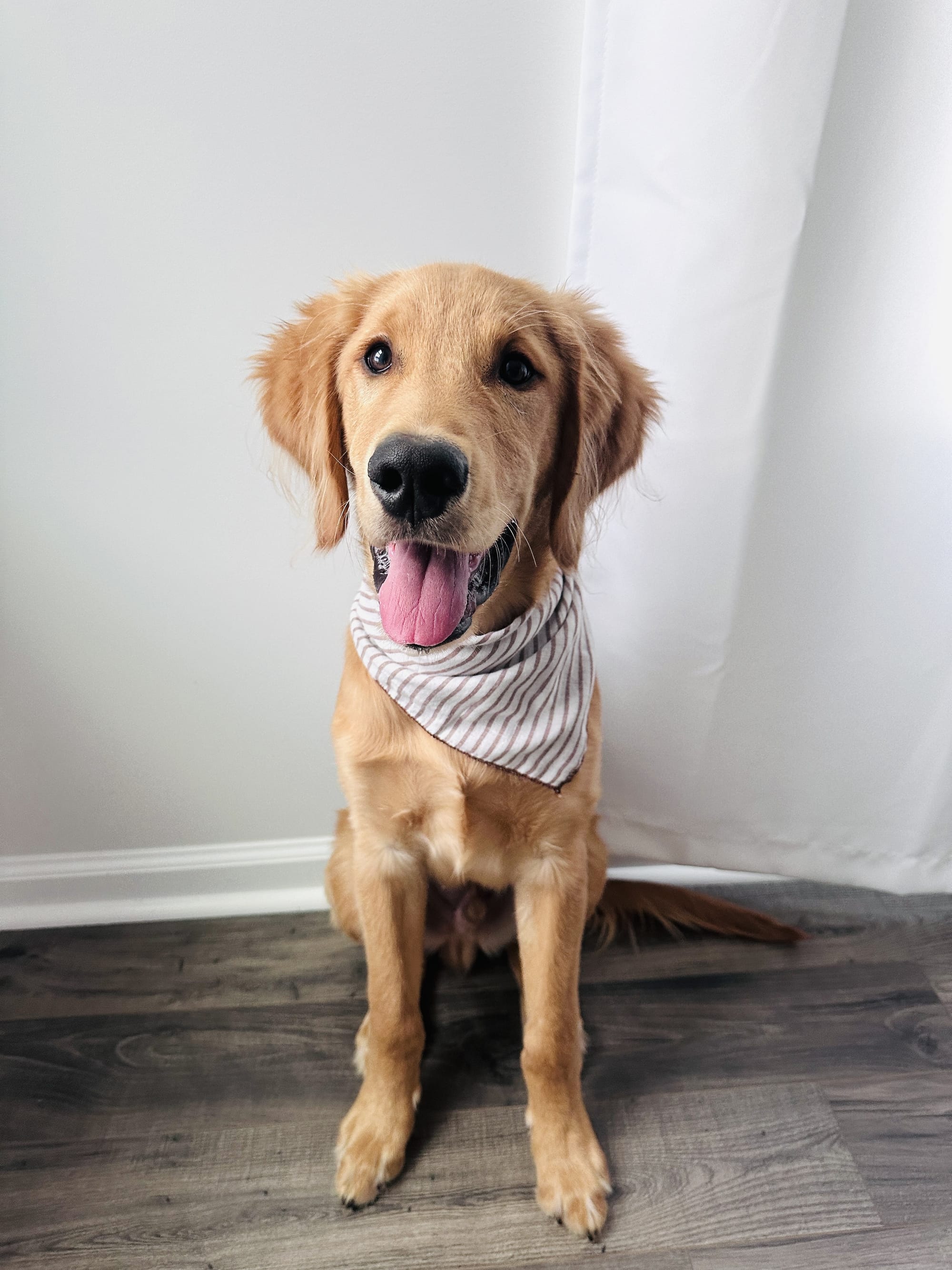 DOGFLUENCERS: Meet Camper, The Pup Who Brings Tons Of Joy