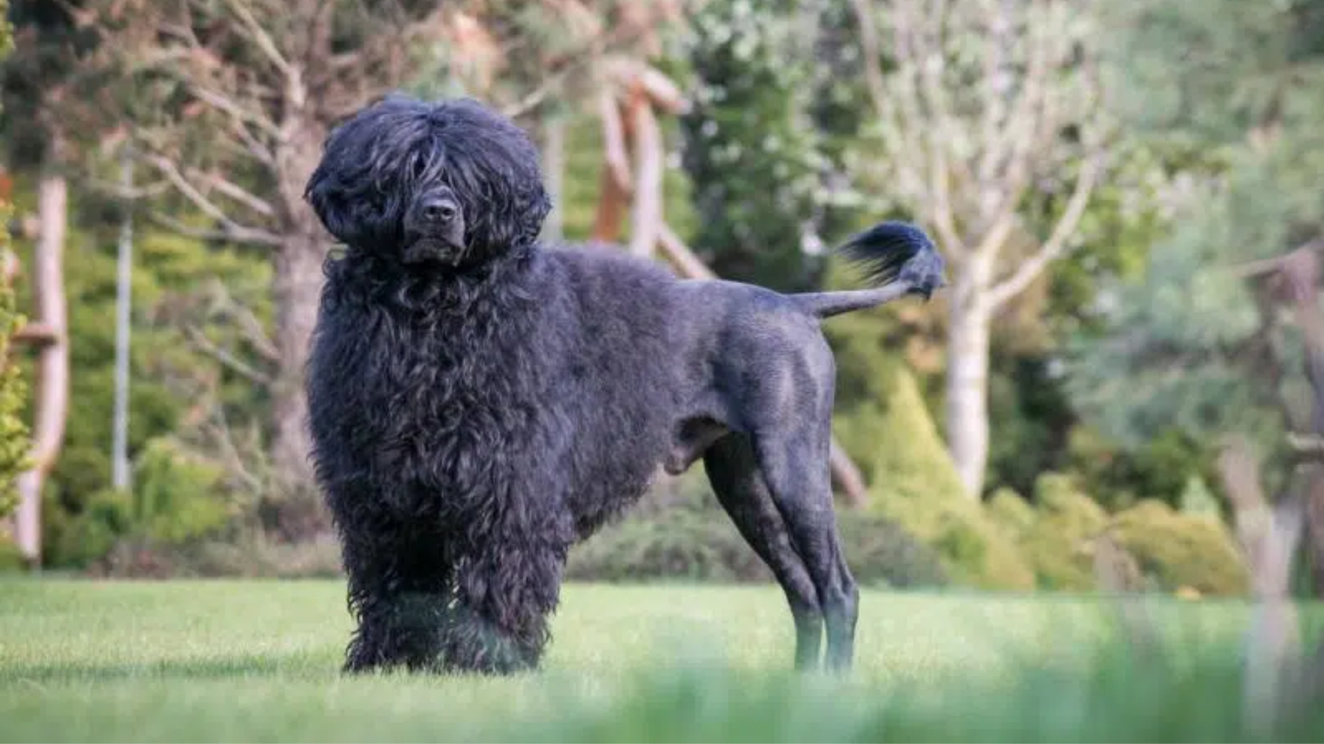 Can A Portuguese Water Dog Be Left Alone