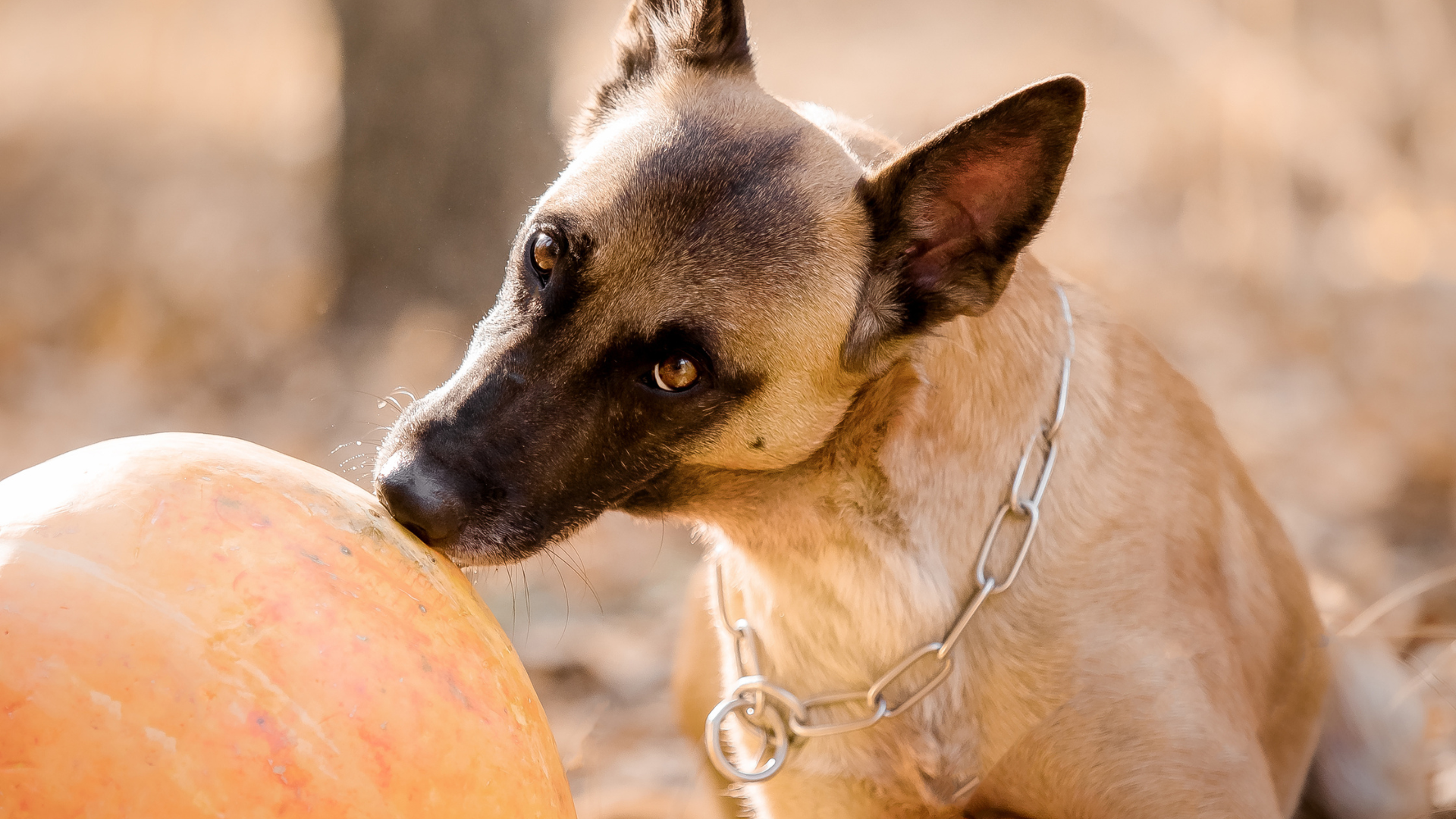 Can Dogs Eat Cantaloupe Rinds