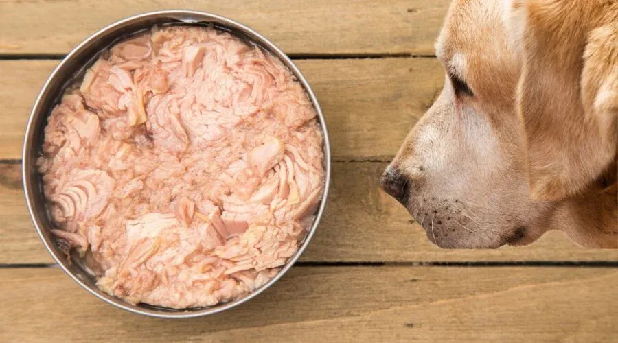 Mixing Tuna with Dog Food