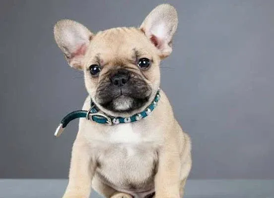 Best Collar for a Bulldog Puppy