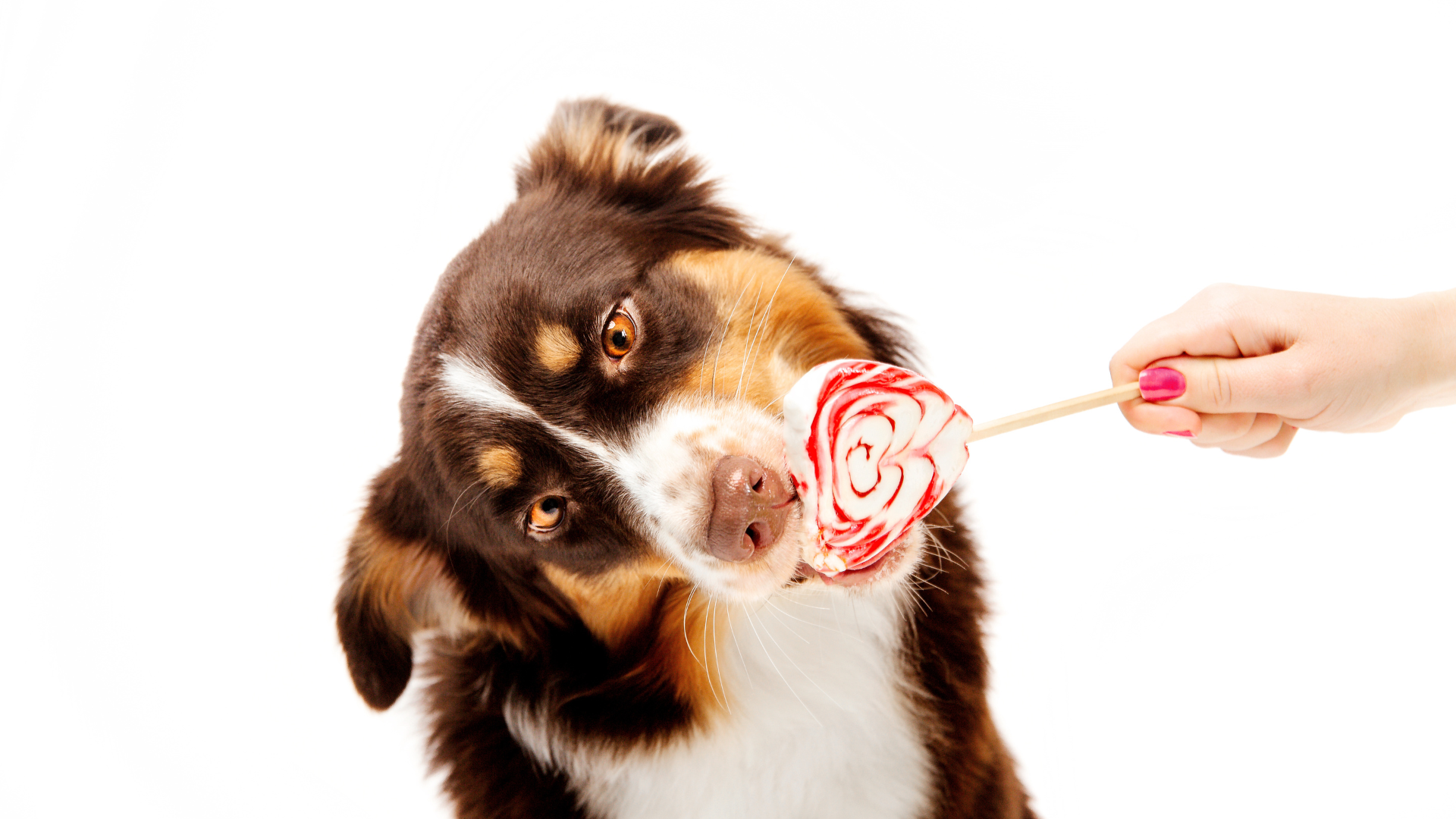 Candy for Dogs