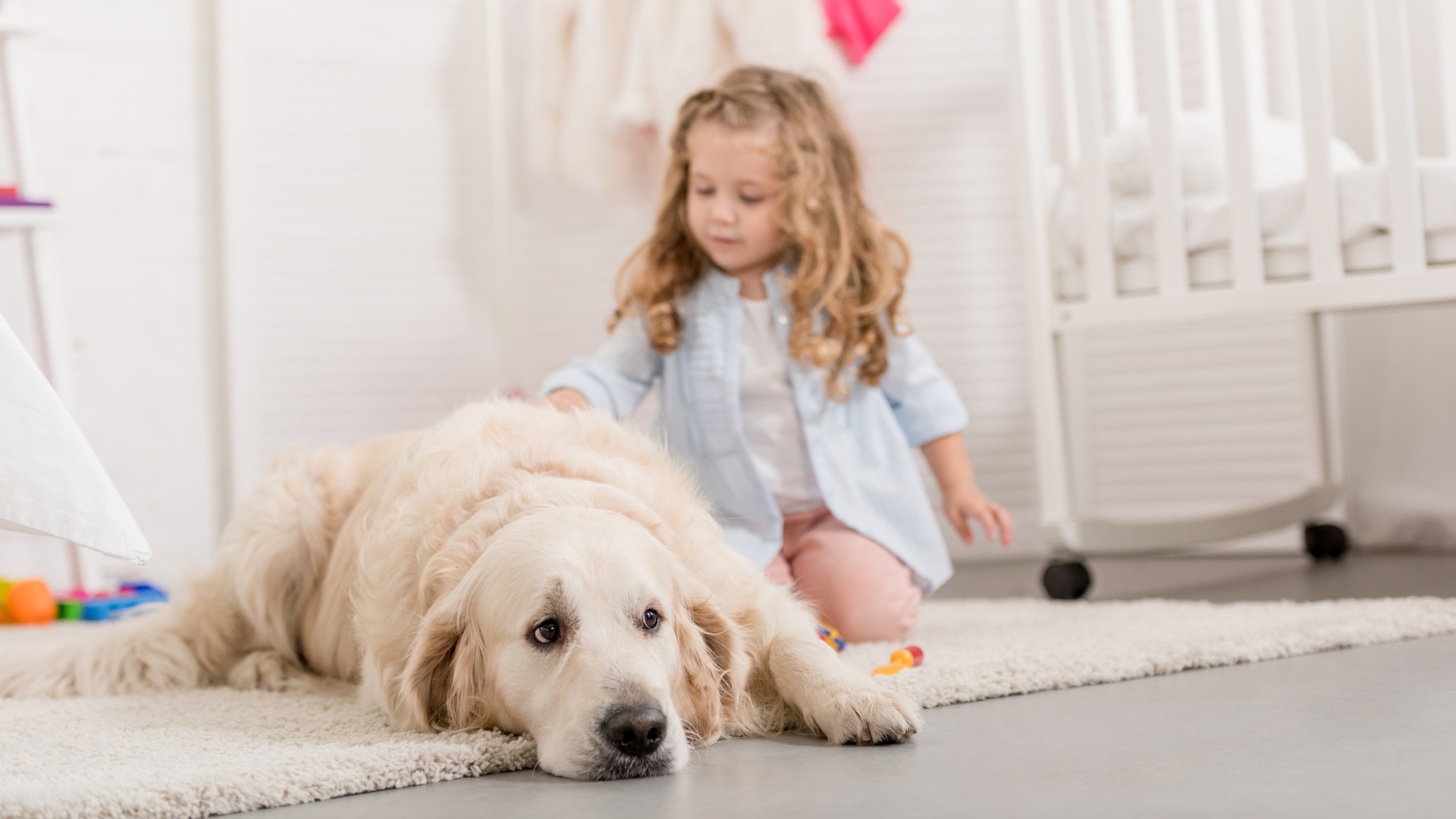 Creating a Safe Interaction Space for Dogs and Young Children