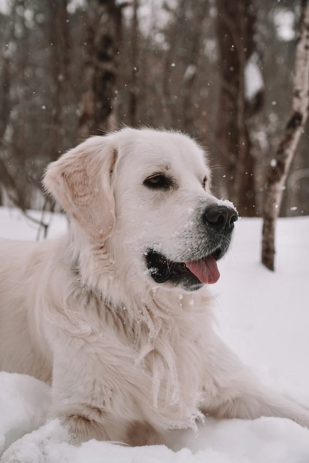 DOGFLUENCERS: Meet Hank, Ontario's Favorite Golden