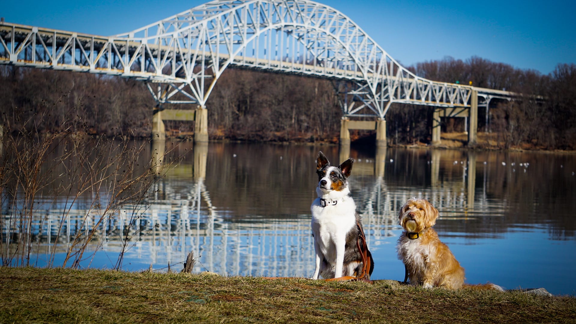 DOGFLUENCERS: Meet Thor and Wheatley, Maryland's Cutest Duo