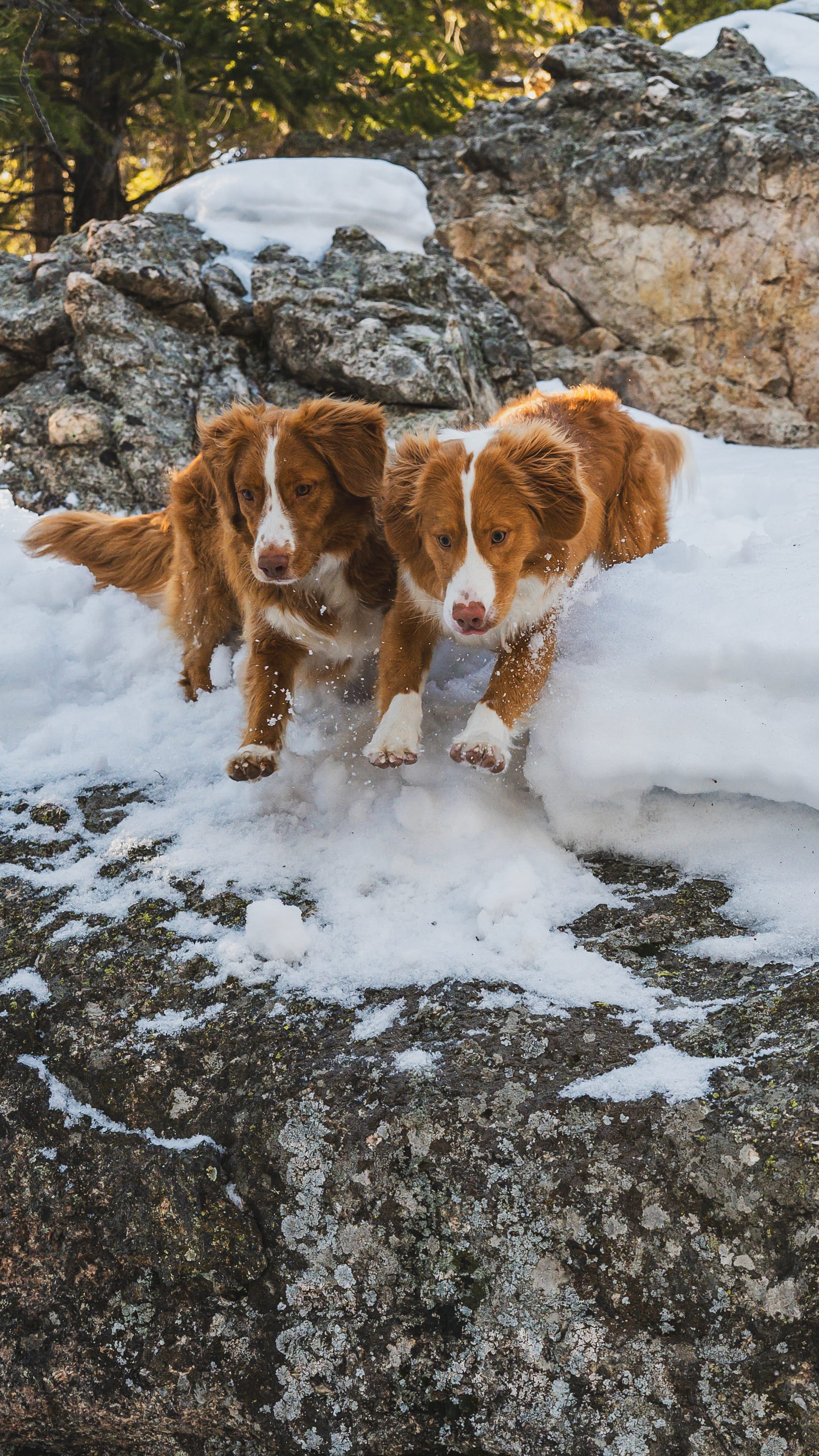 DOGFLUENCERS: Meet Revy & Macky, Colorado's Silliest Tollers