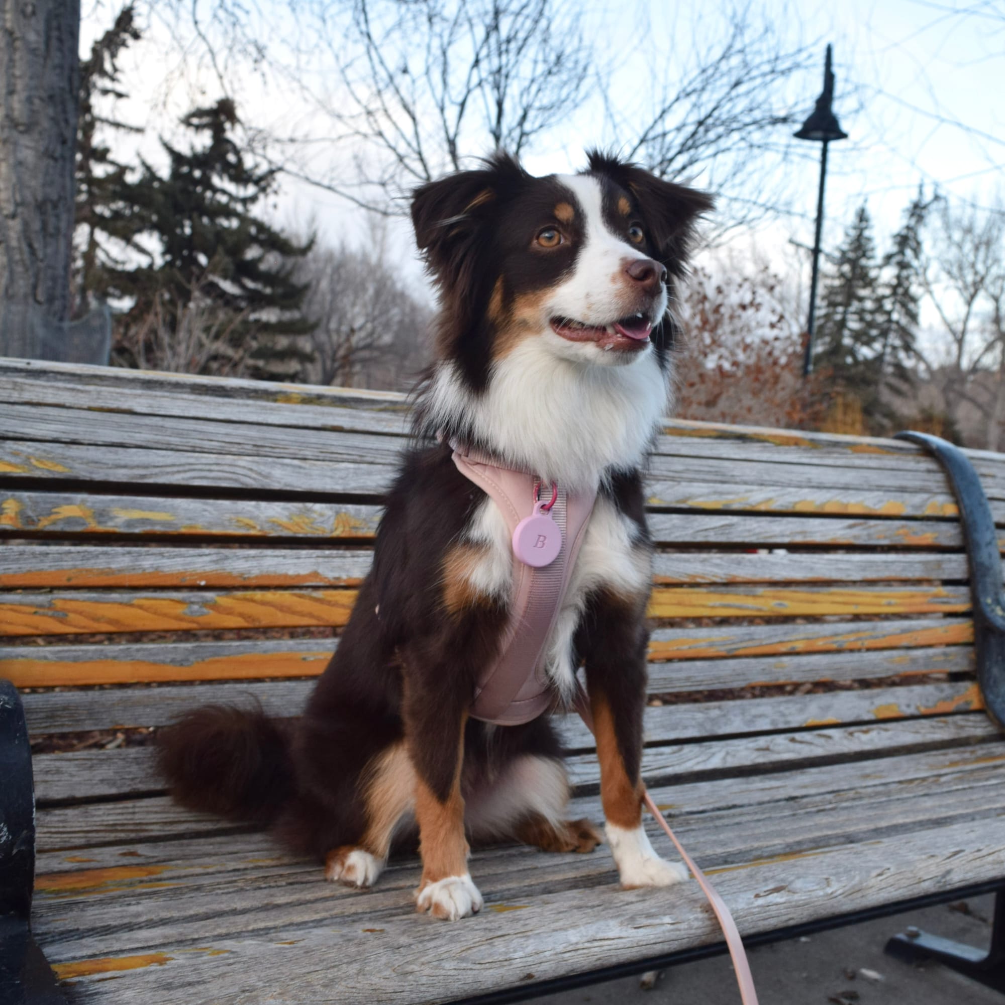 DOGFLUENCERS: Meet Daisy, Calgary’s Instagram Famous Red Tri Mini Australian Shepherd