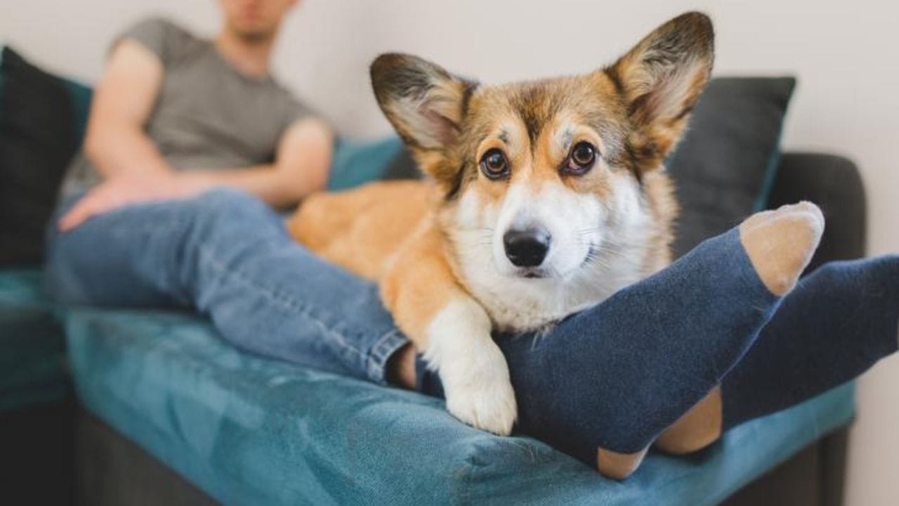 What Does It Mean When a Dog Sits on Your Feet