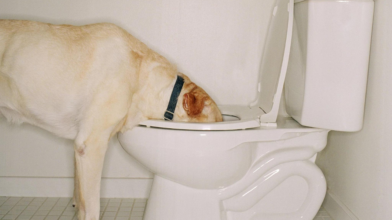 Why Do Dogs Drink Out of the Toilet