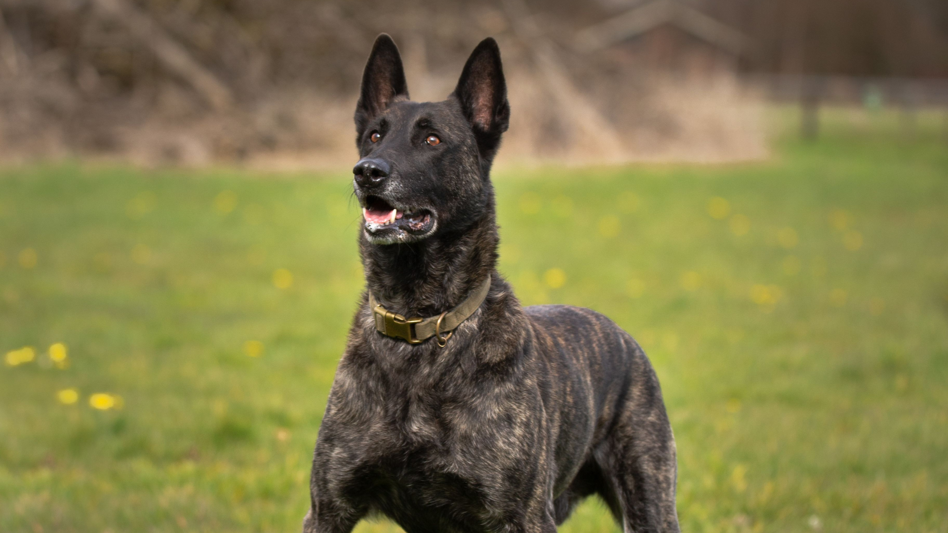 Dutch Shepherd Dog Characteristics