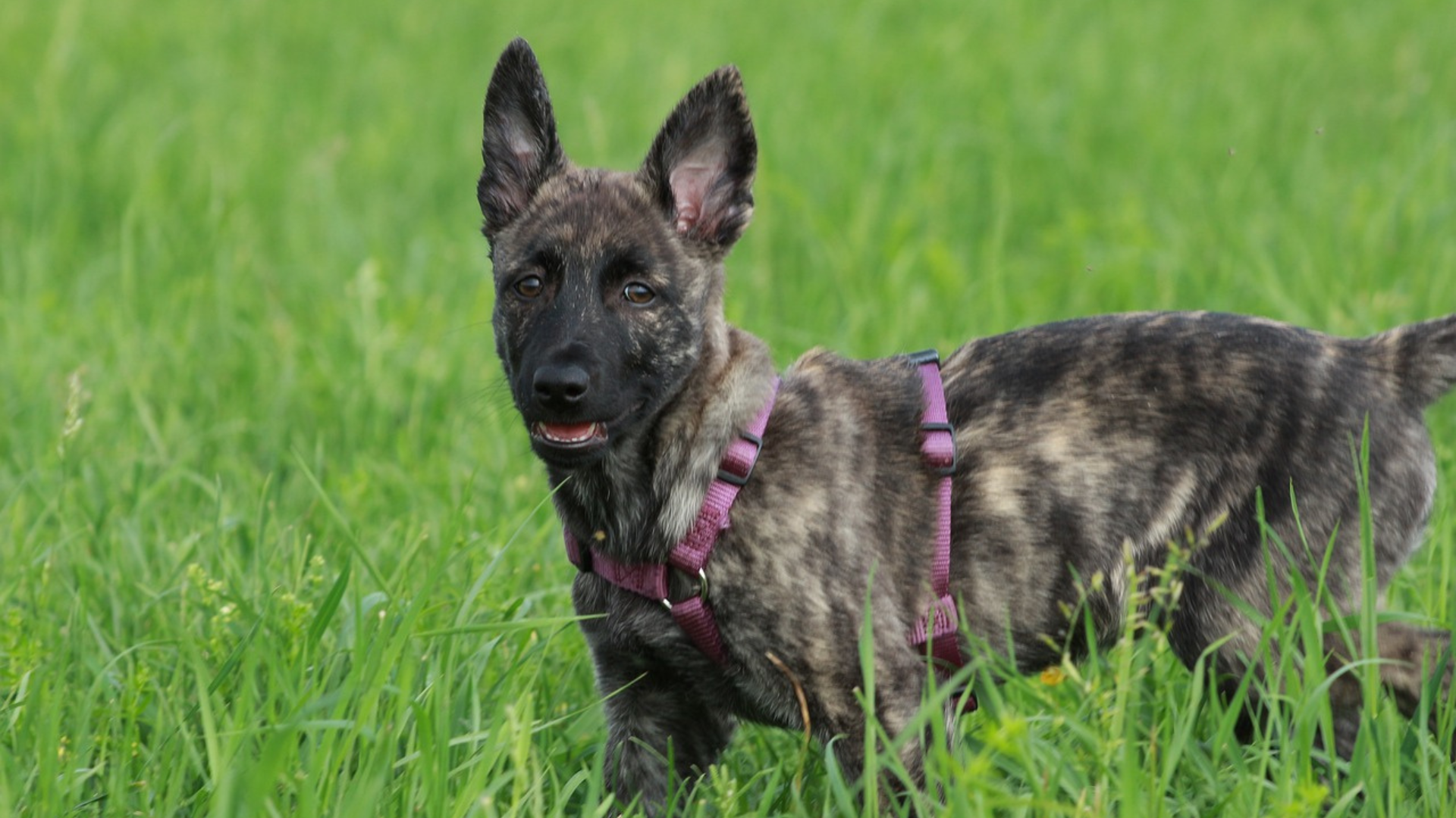 Dutch Shepherd Dog Pictures