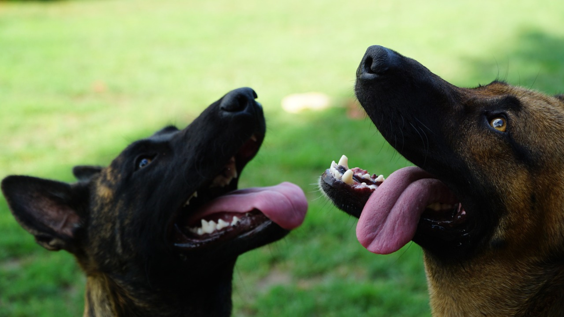 Dutch Shepherd Dog Temperament