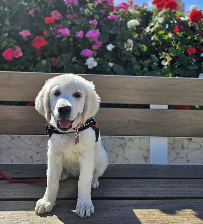 DOGFLUENCERS: Meet Maya, Spain's Newest and Cutest Puppy