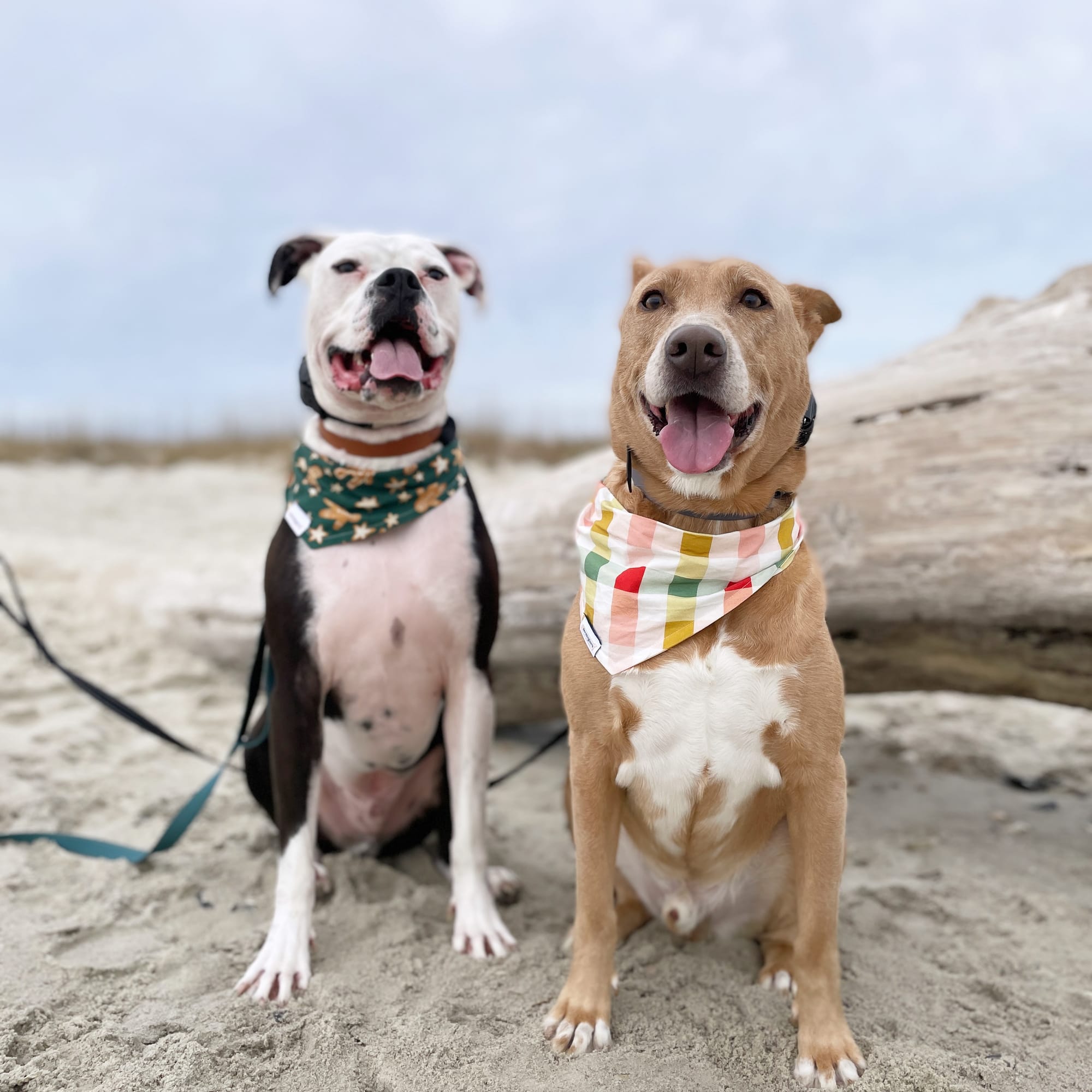 DOGFLUENCERS: Meet Hank & Sherman, Two Good Boys Who Make a Difference