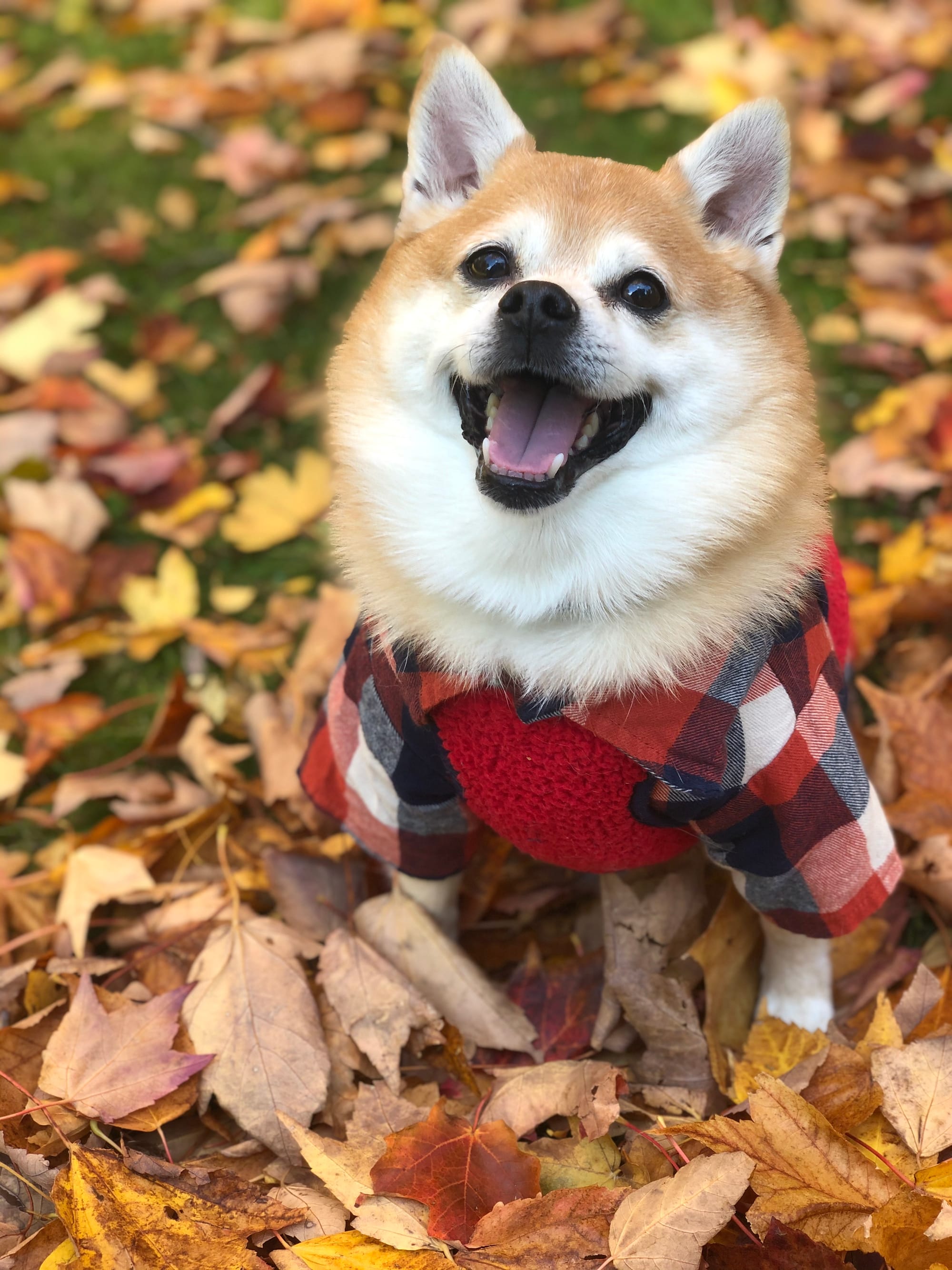 DOGFLUENCERS: Meet Beaujo, Chronicling the Heartwarming Journey of a Senior Canine Influencer