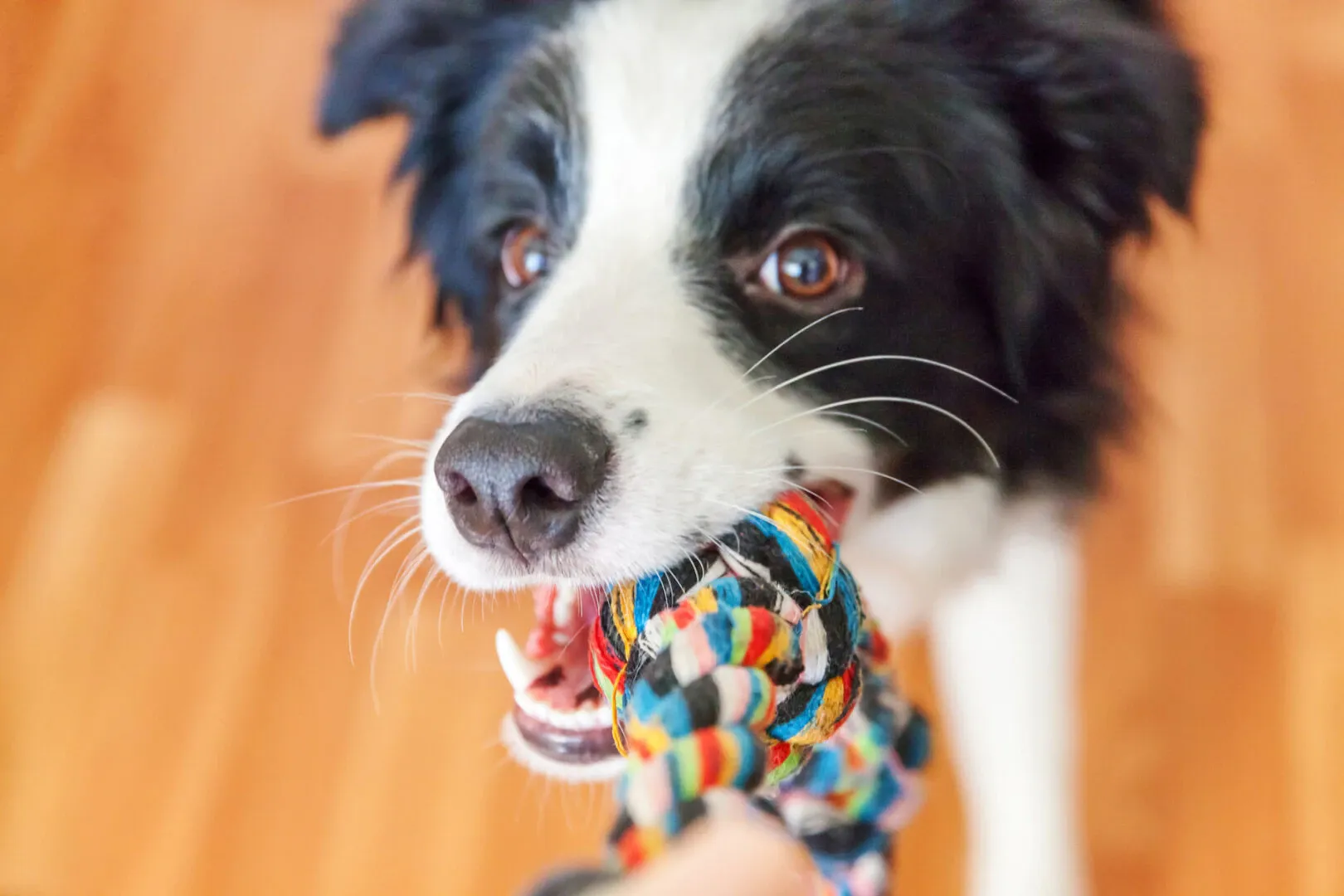 Making DIY Dog Toys with Your Kids