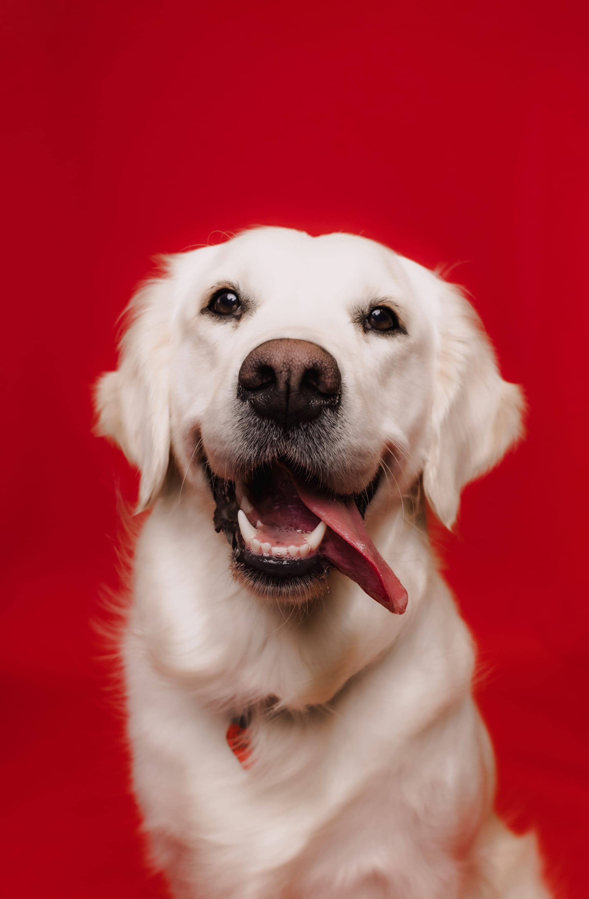 DOGFLUENCERS: Meet Hope, Instagram's Happiest Golden Retriever