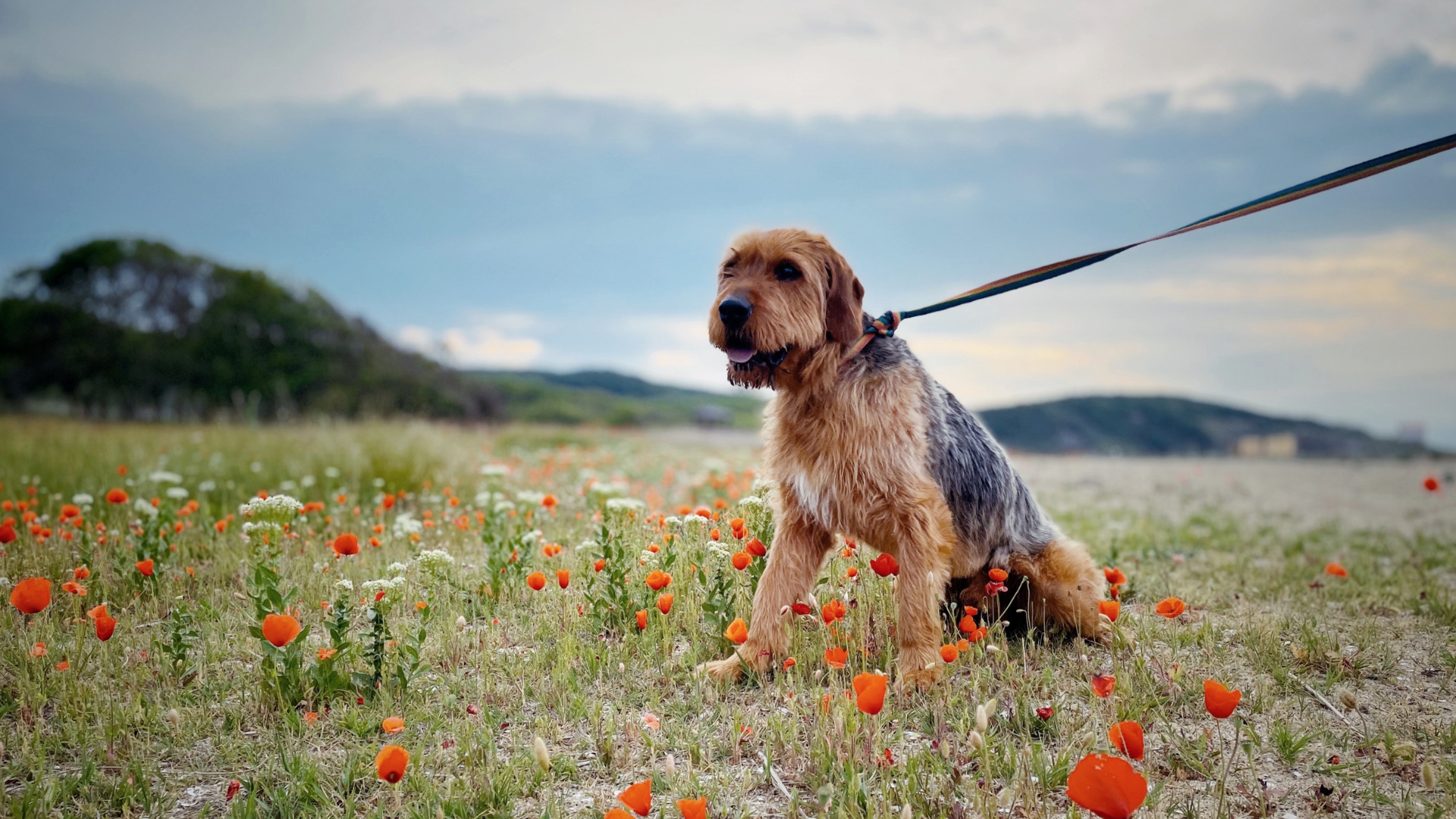 How Big is a Border Terrier