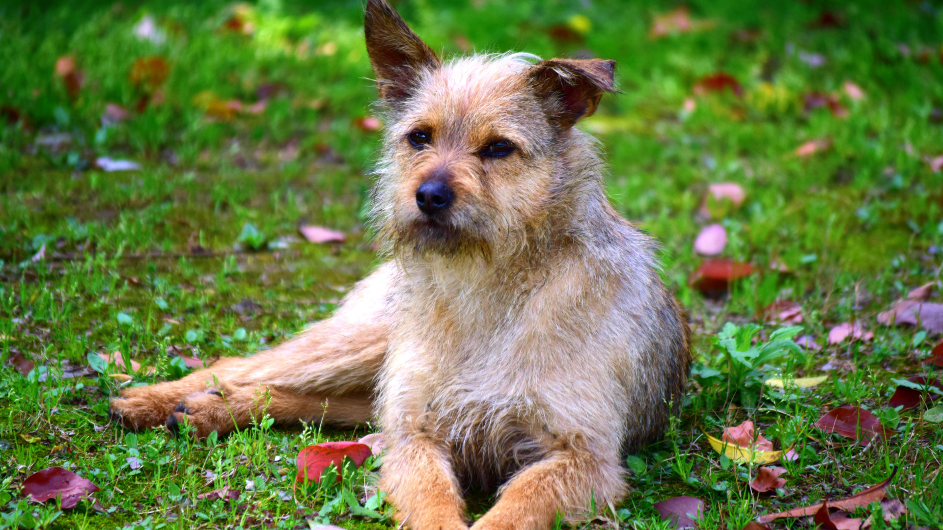 How Long Does a Border Terrier Live?