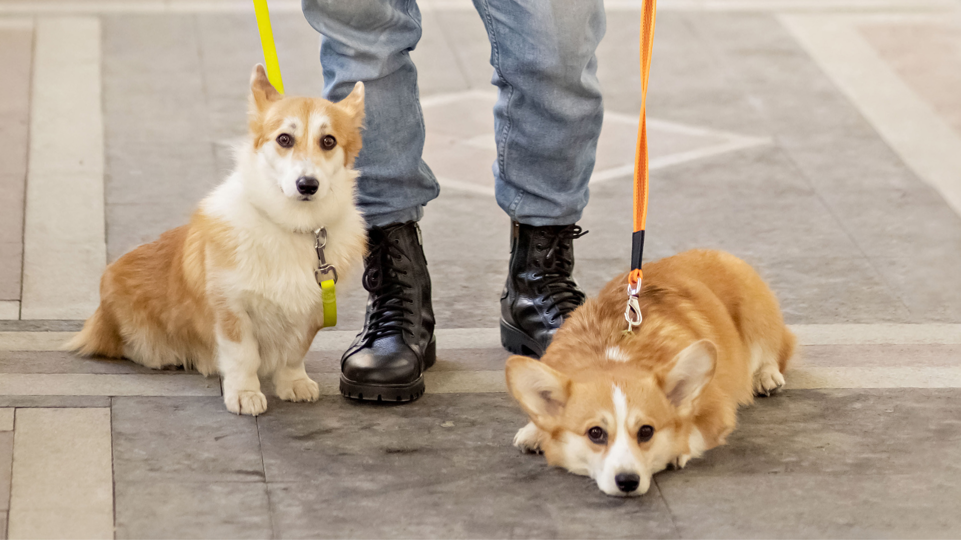 How To Walk Two Dogs at Once