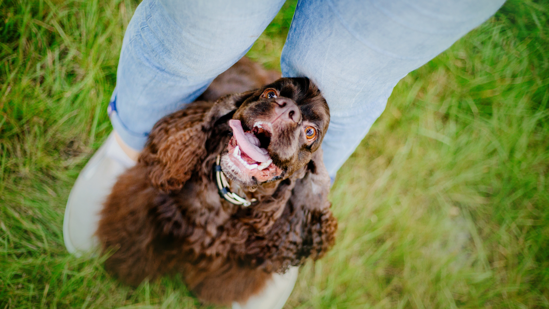 How to Groom a Boykin Spaniel