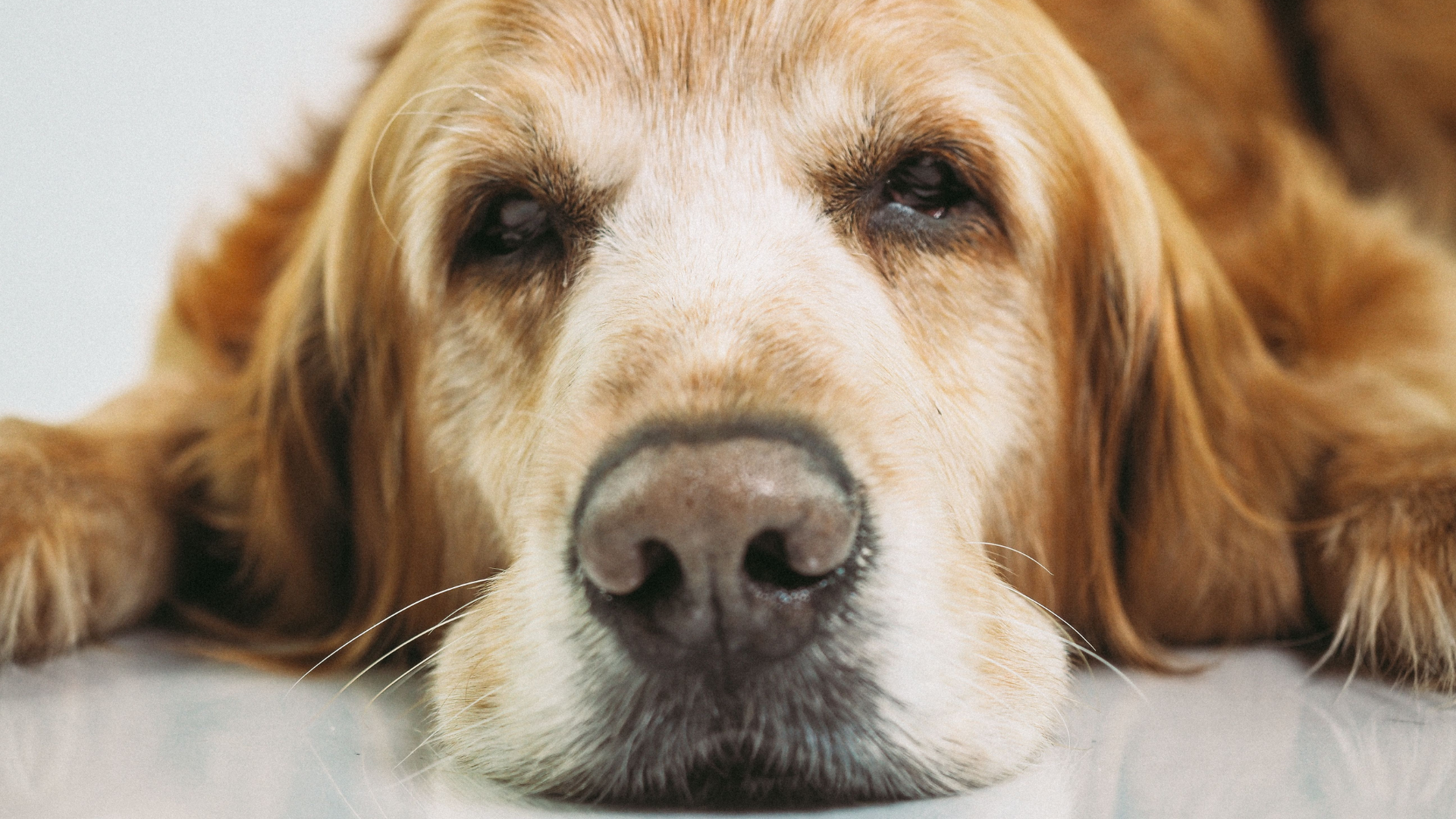 How to Know How Old Your Dog Is