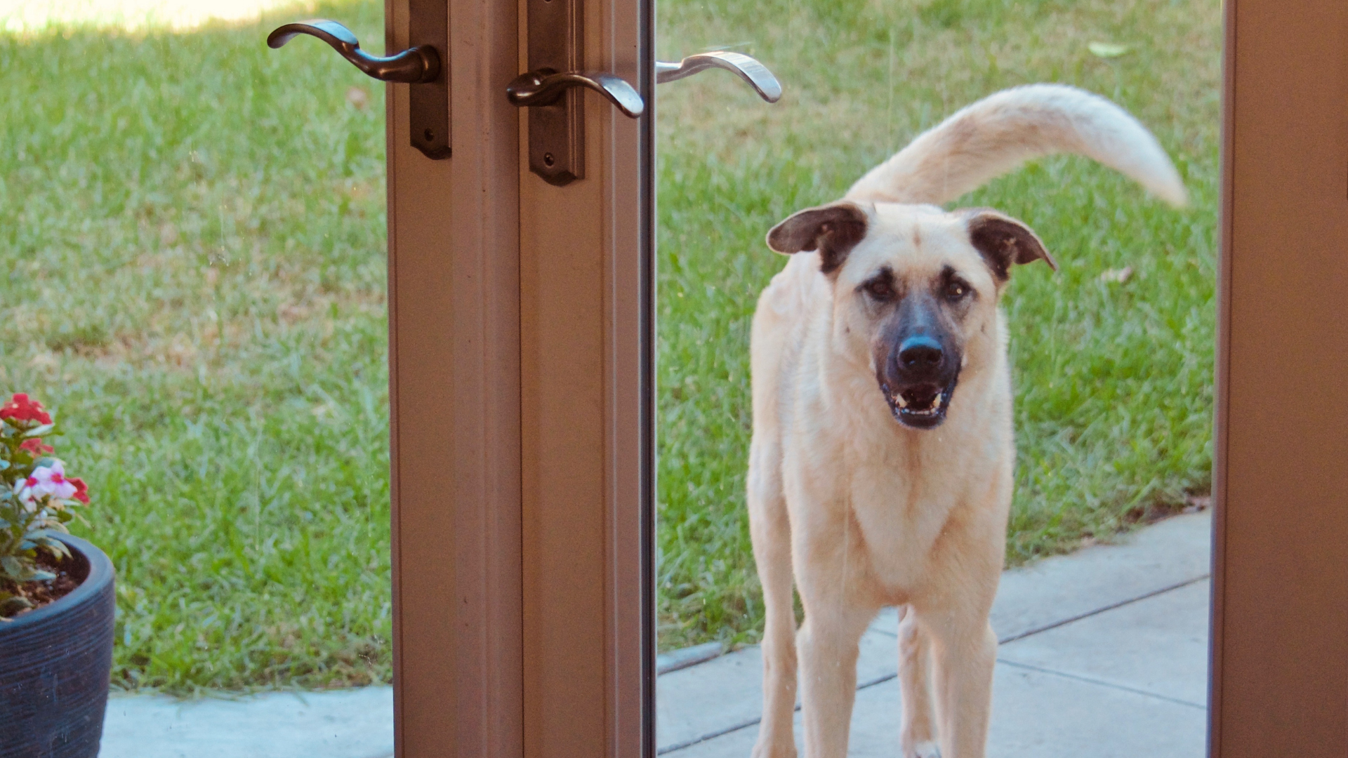 How to Stop Dog Barking at the Door