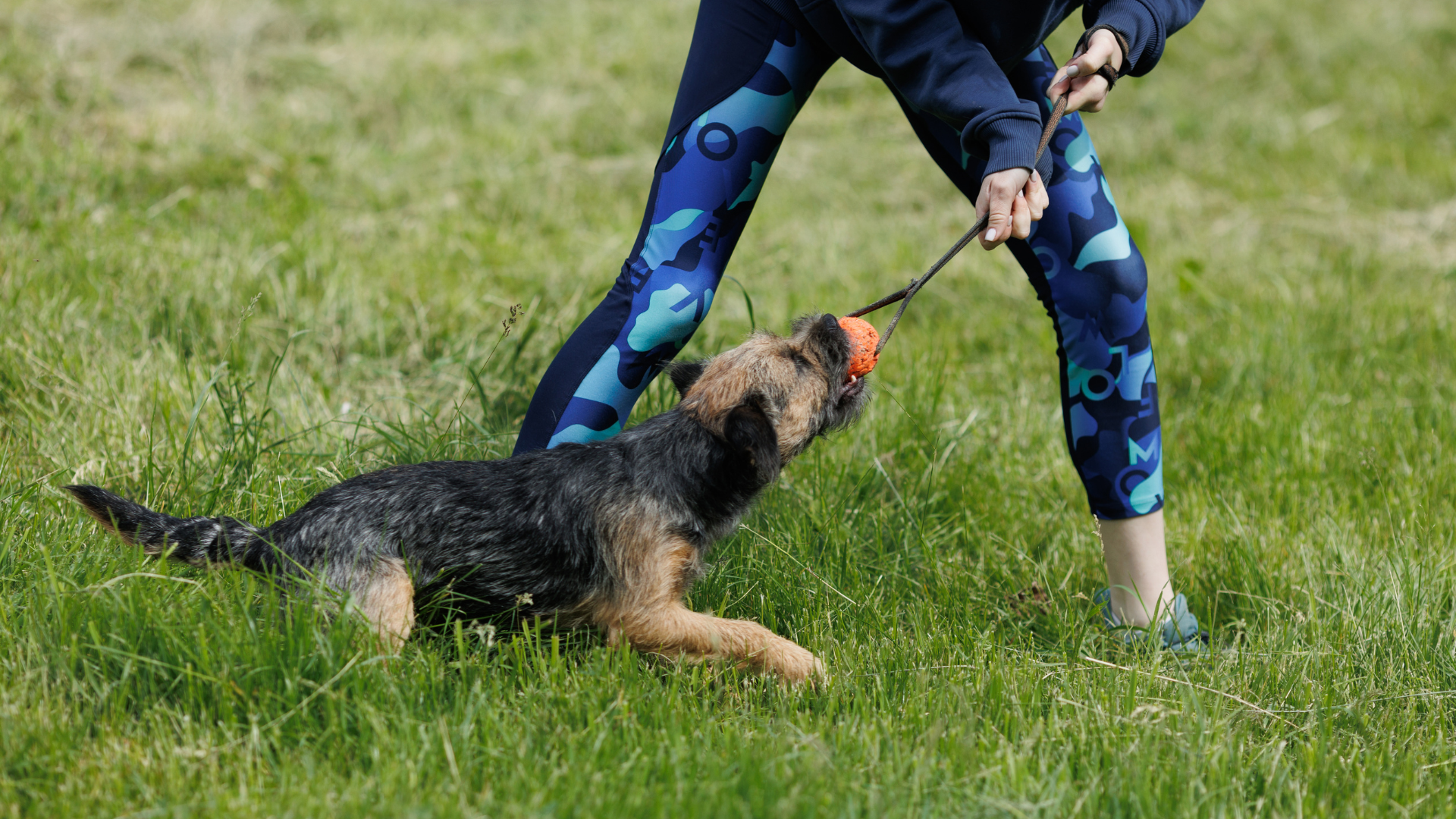 How to Train Your Border Terrier