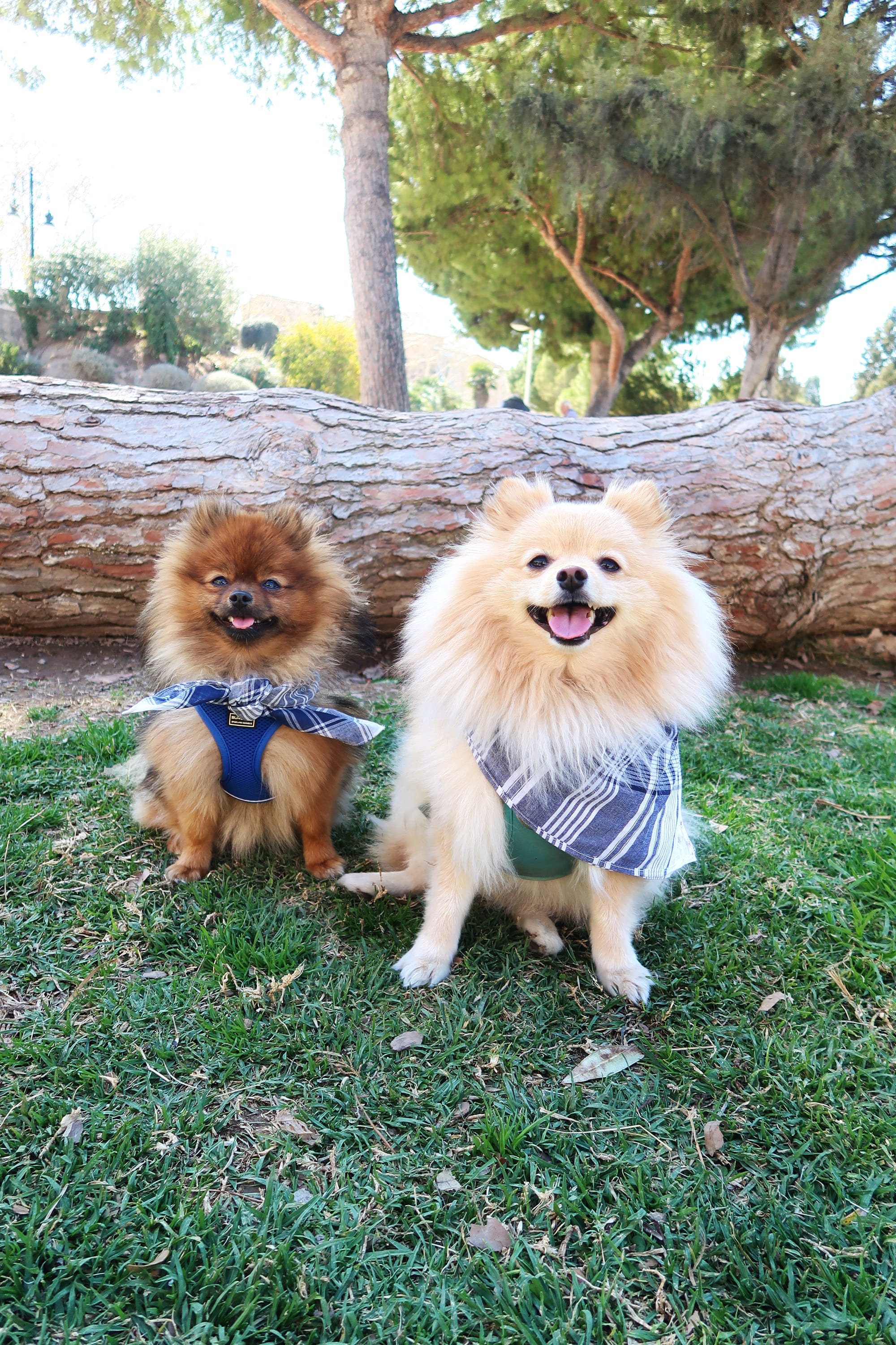 DOGFLUENCERS: Meet Mochi & Miu Miu, Spain's Cutest Pom Duo