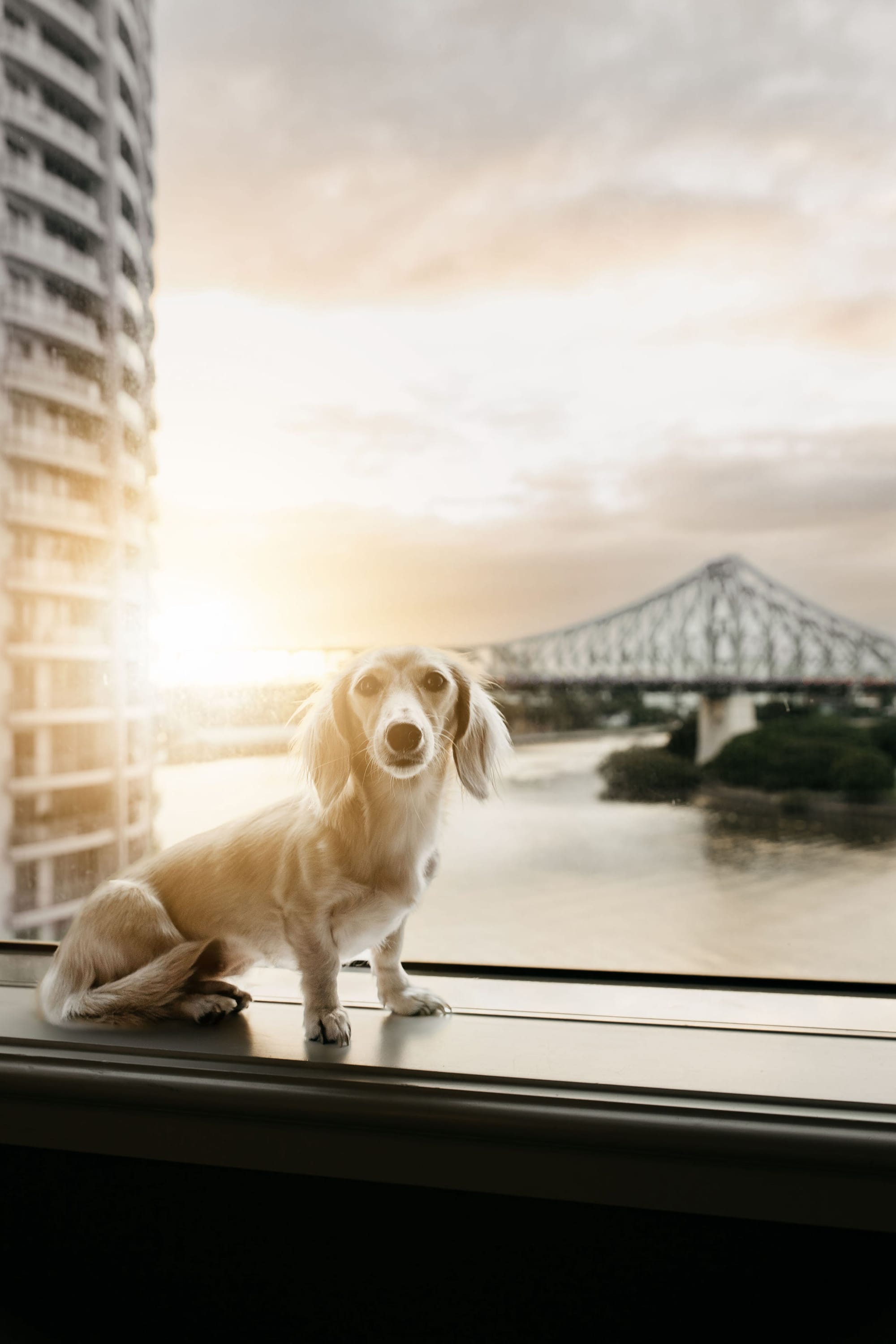 DOGFLUENCERS: Meet Posie, Australia's Cutest Pup