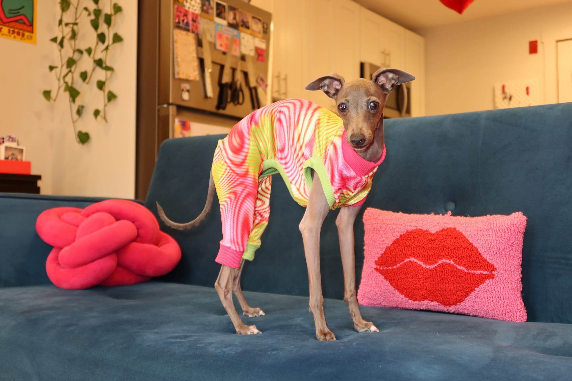 DOGFLUENCERS: Meet Miss Molly, NYC's Life of the Party