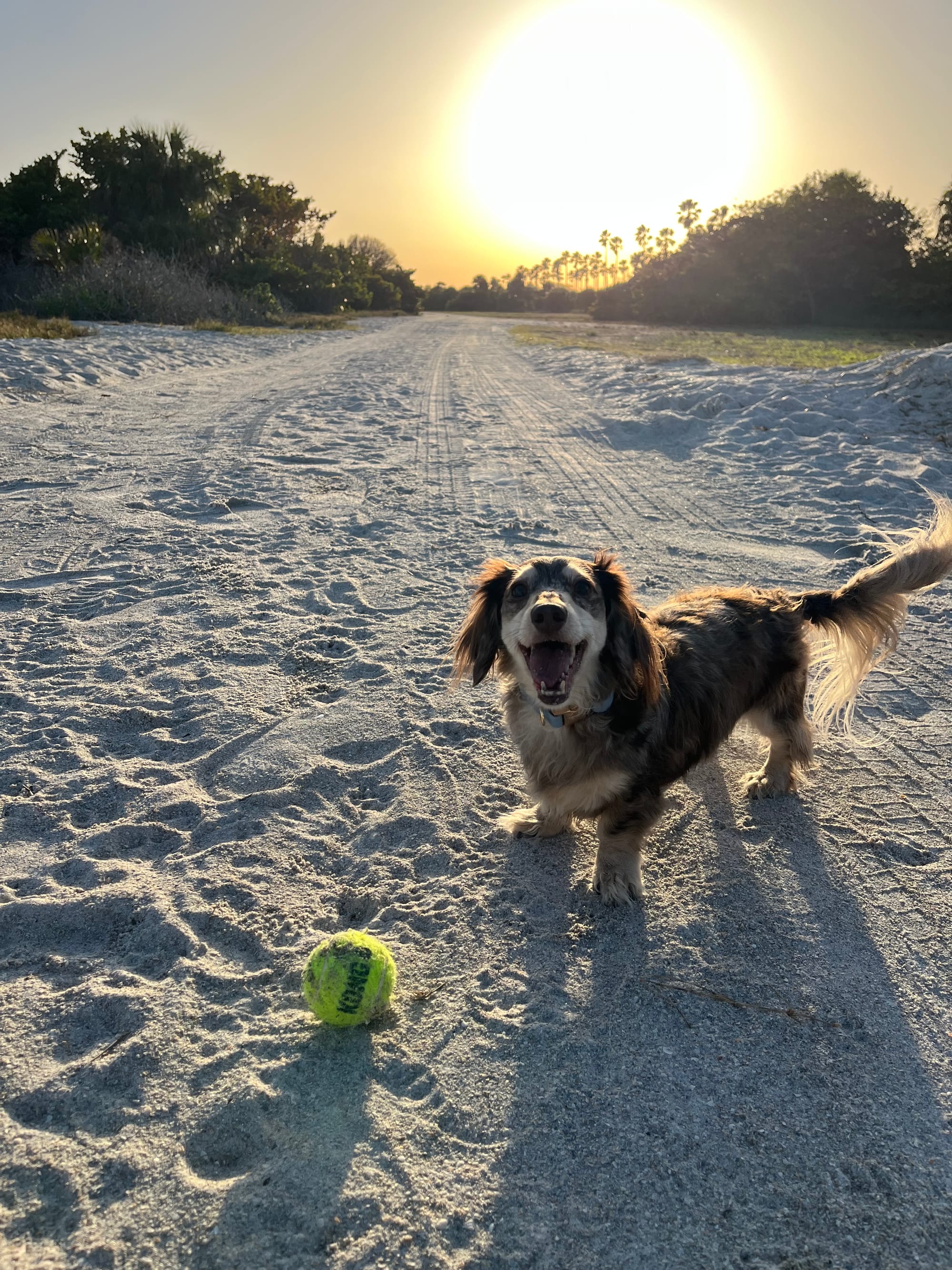 DOGFLUENCERS: Meet Jax, The Tennis Ball Obsessed Pup