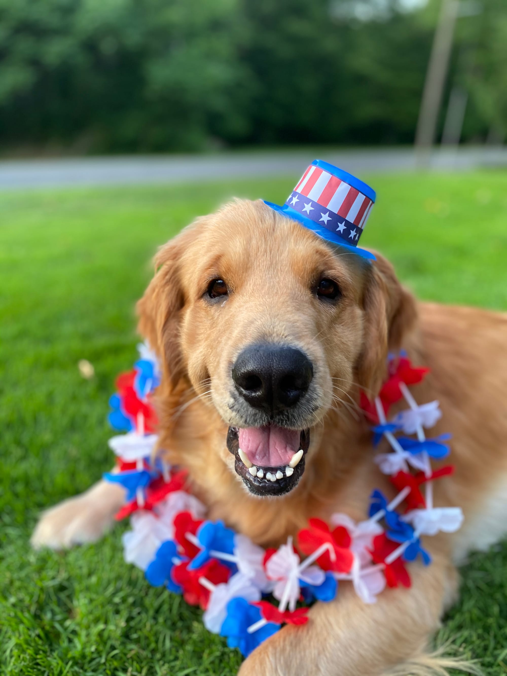 DOGFLUENCERS: Meet Henry, Instagram's Most Boopable Golden Retriever