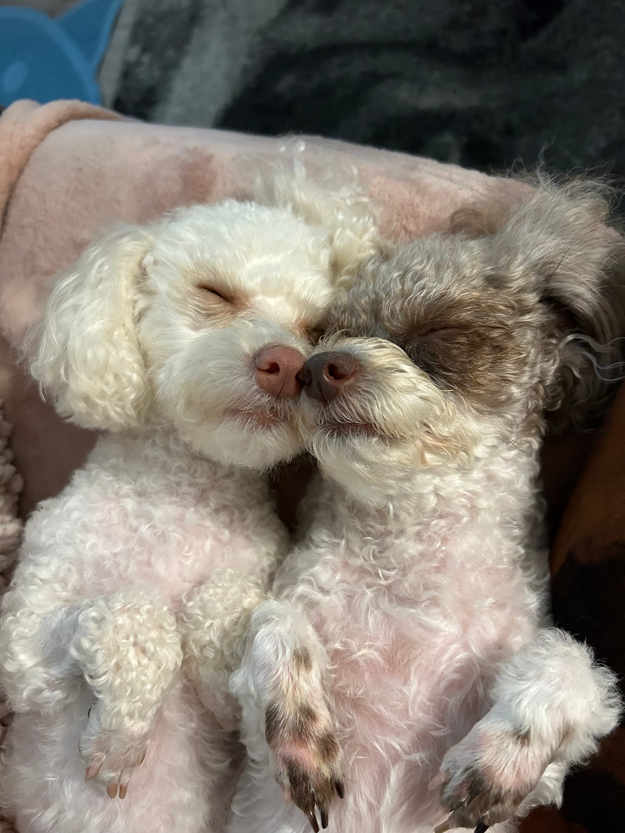 DOGFLUENCERS: Meet Moon & Olivia, The Iconic Toy Poodle Duo