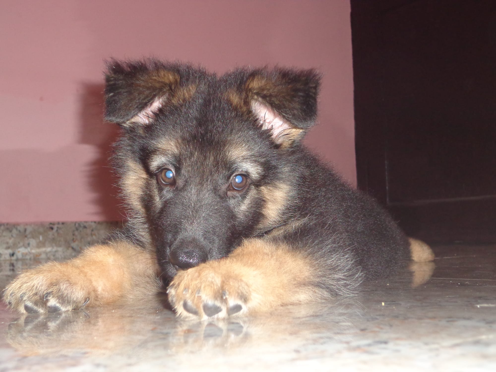 DOGFLUENCERS: Meet Bagheera, Instagram's Most Lovable German Shepherd