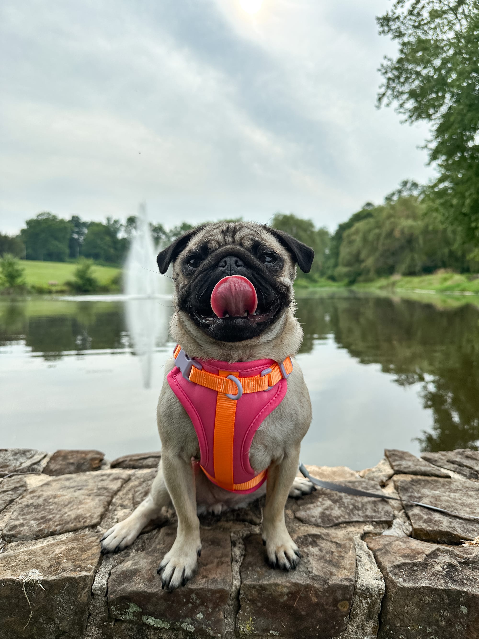 DOGFLUENCERS: Meet Pickles, Instagram's Happiest Pug