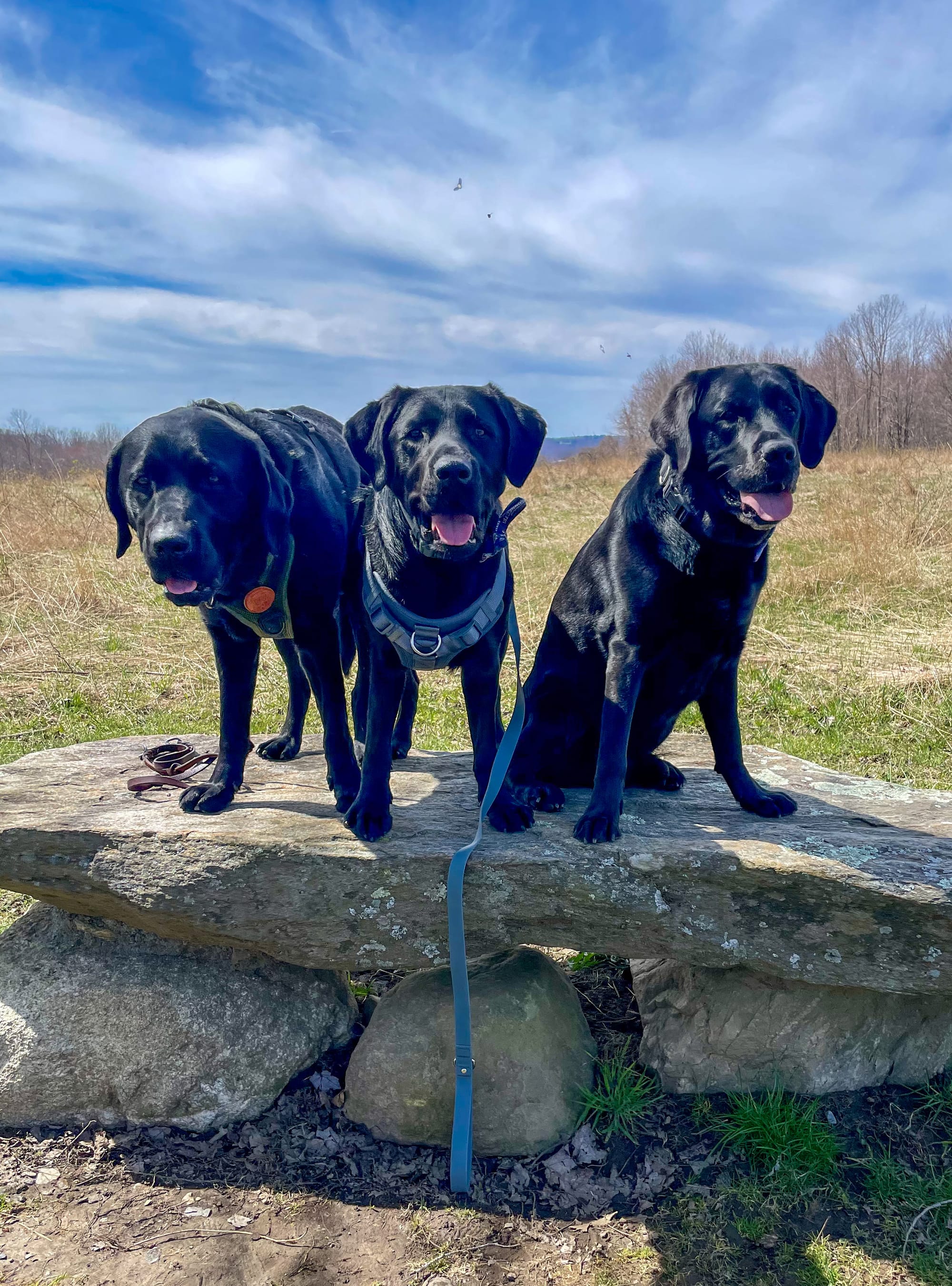 DOGFLUENCERS: Squad Goals... Meet Herbie & Elton