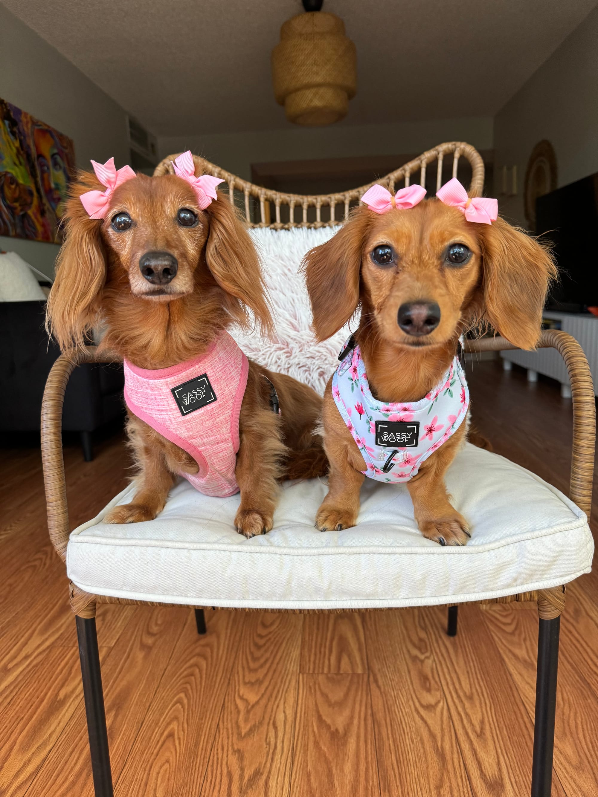 DOGFLUENCERS: Meet Vienna & Chai, The Queens of Weens